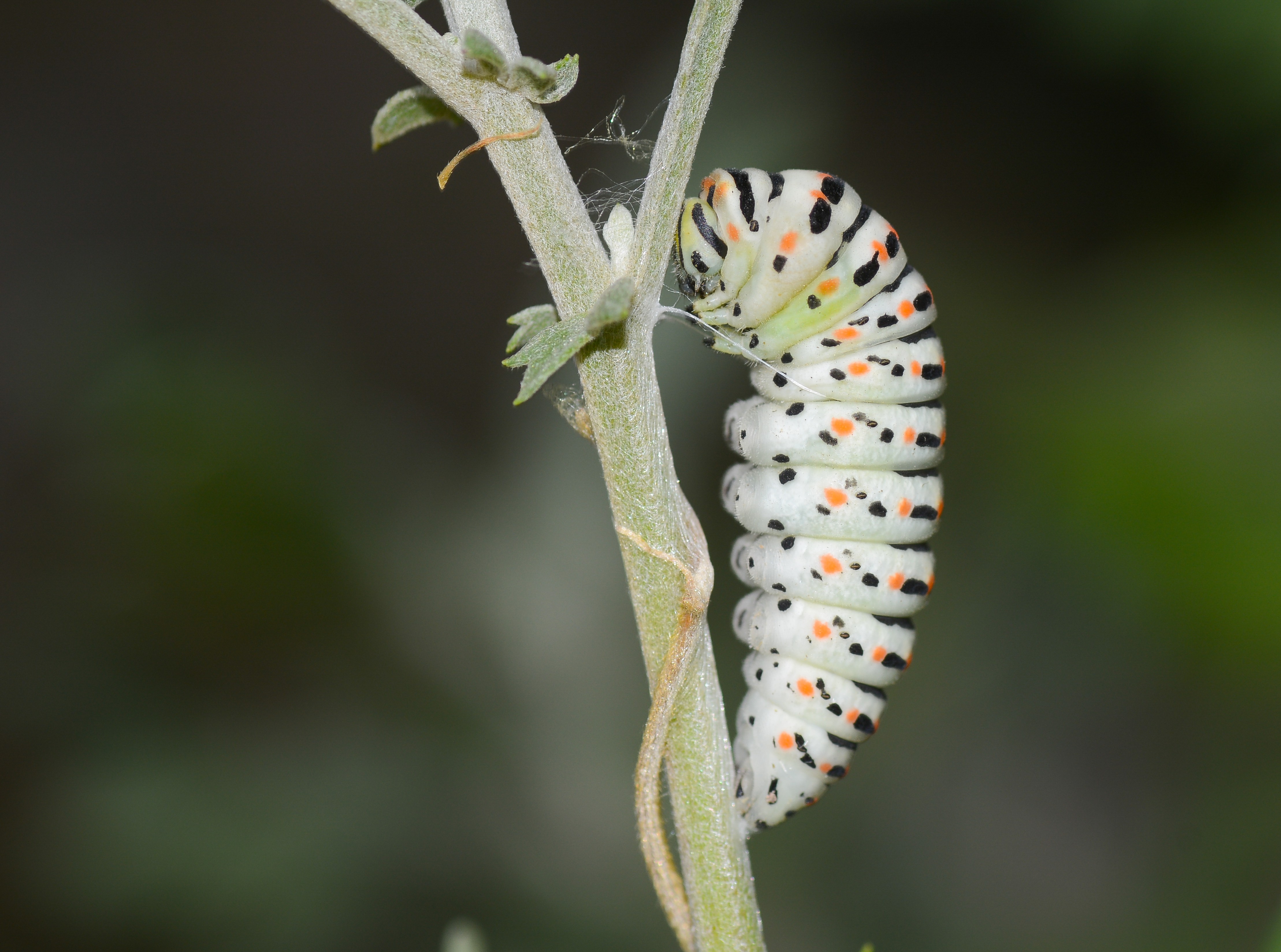 Papilio machaon (Kırlangıçkuyruk) butterfly photo