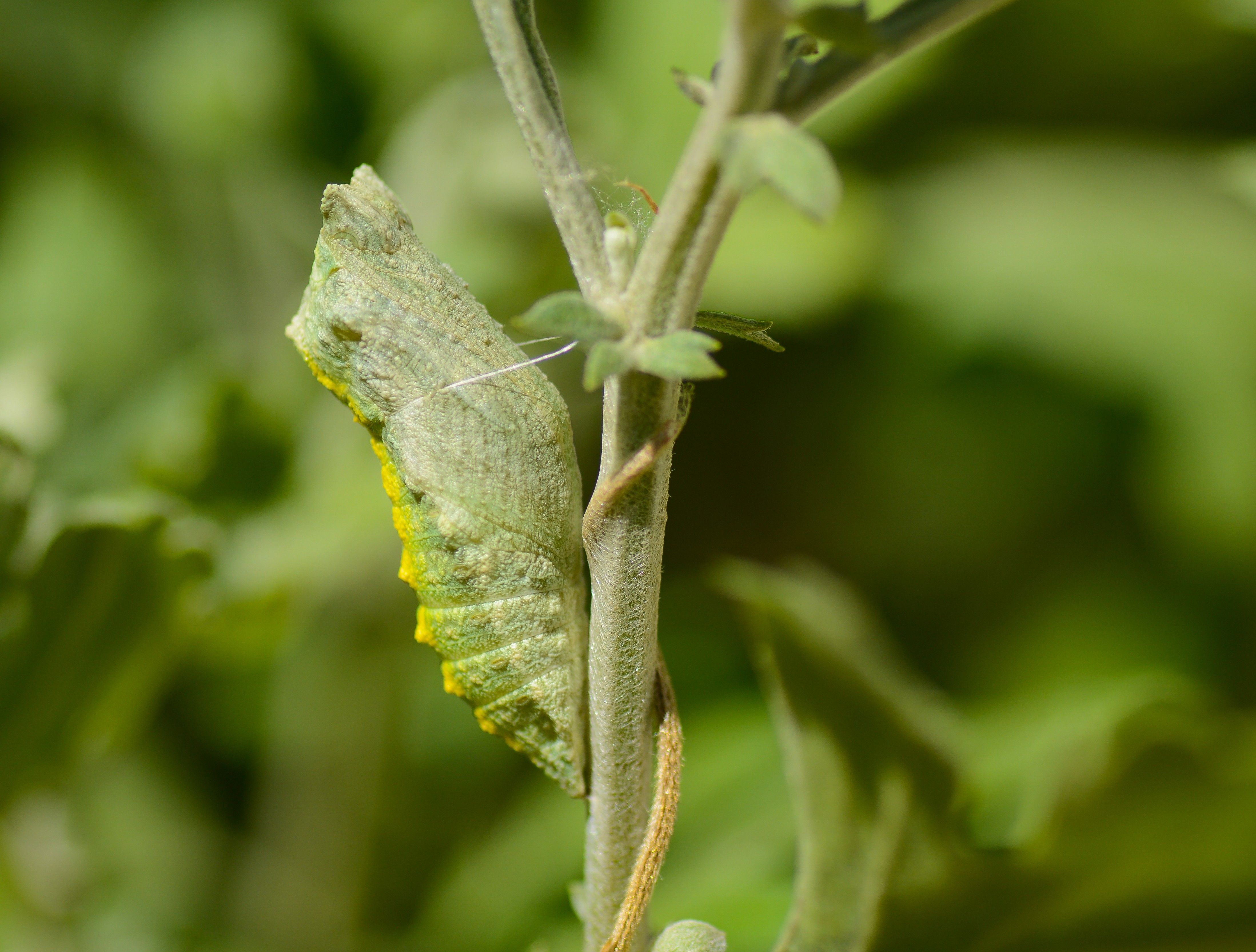 Papilio machaon (Kırlangıçkuyruk) butterfly photo