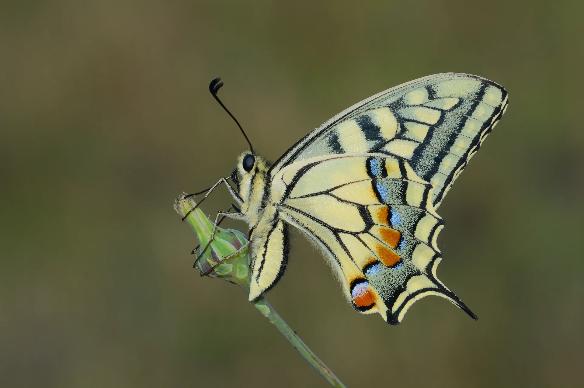 Papilio machaon (KÄ±rlangÄ±Ã§kuyruk) butterfly photo