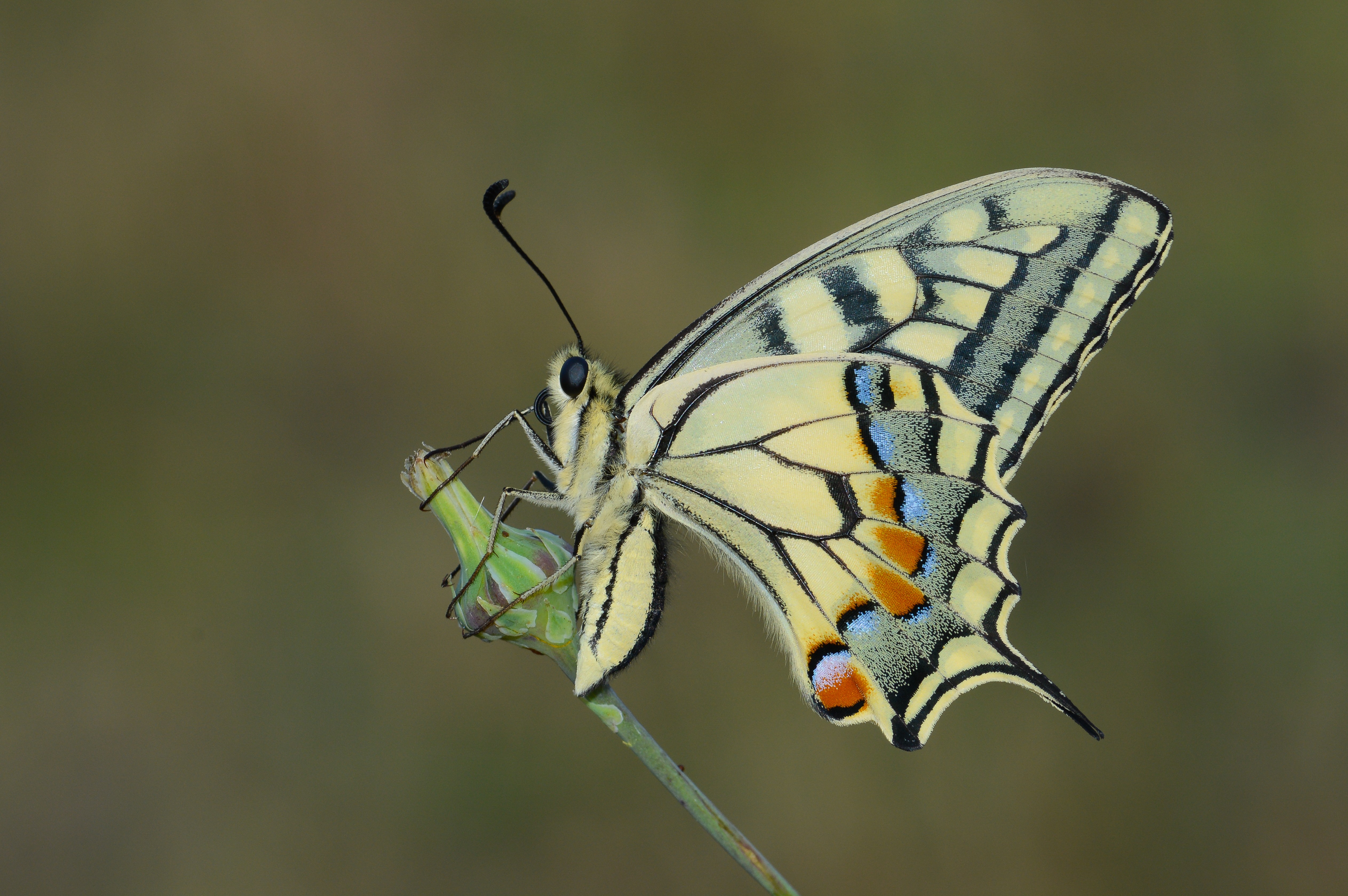 Papilio machaon (Kırlangıçkuyruk) butterfly photo