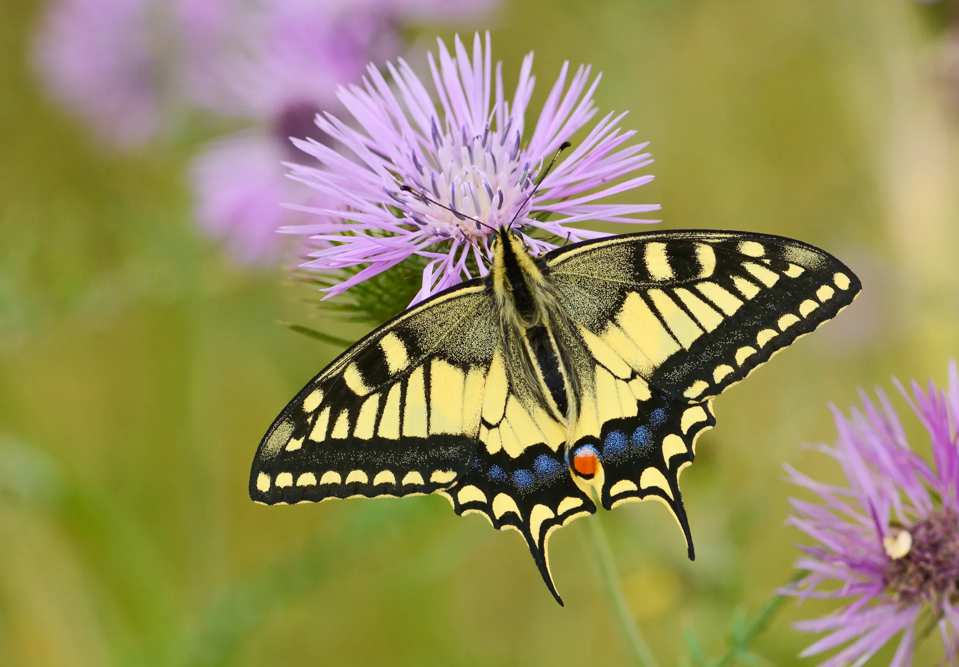 Papilio machaon (KÄ±rlangÄ±Ã§kuyruk) butterfly photo