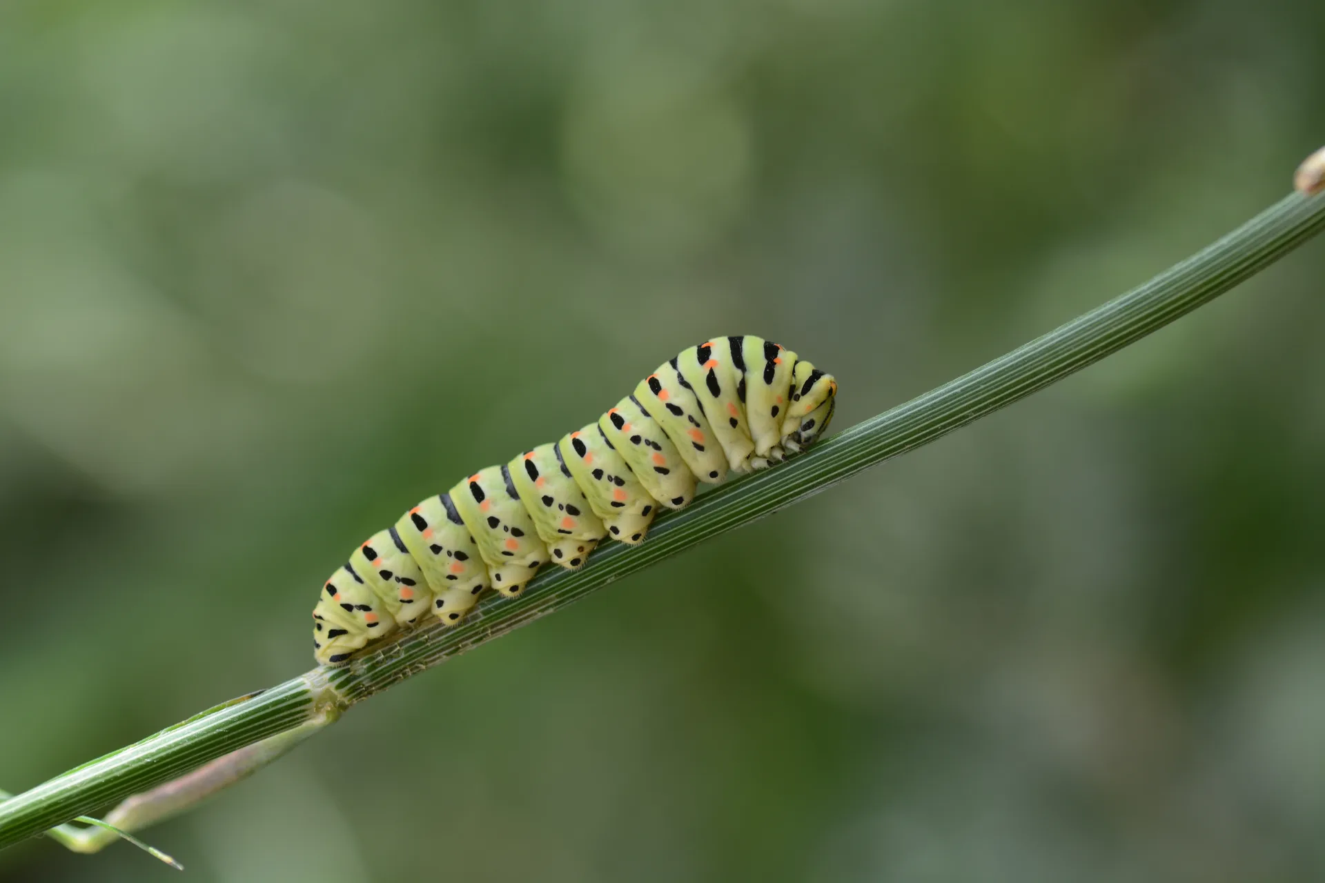 Papilio machaon (KÄ±rlangÄ±Ã§kuyruk) butterfly photo
