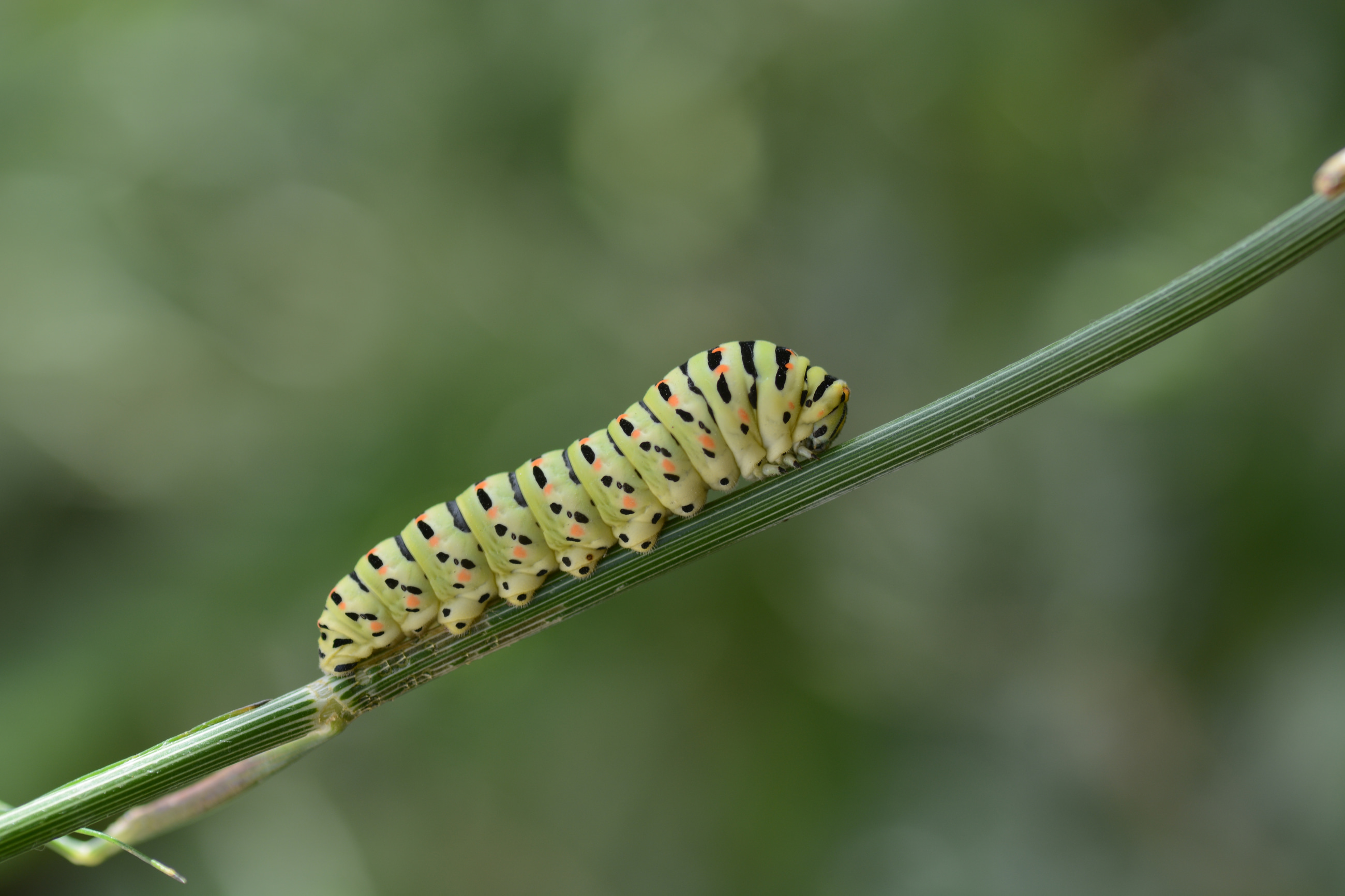 Papilio machaon (Kırlangıçkuyruk) butterfly photo