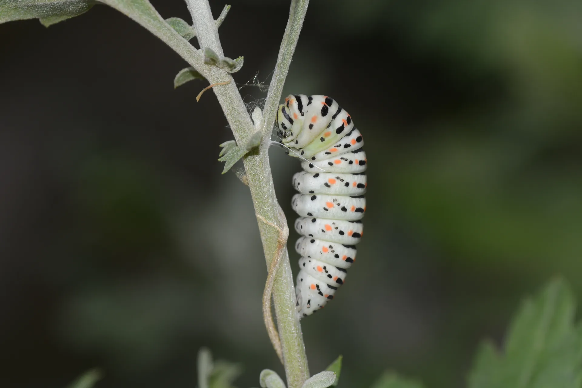 Papilio machaon (KÄ±rlangÄ±Ã§kuyruk) butterfly photo