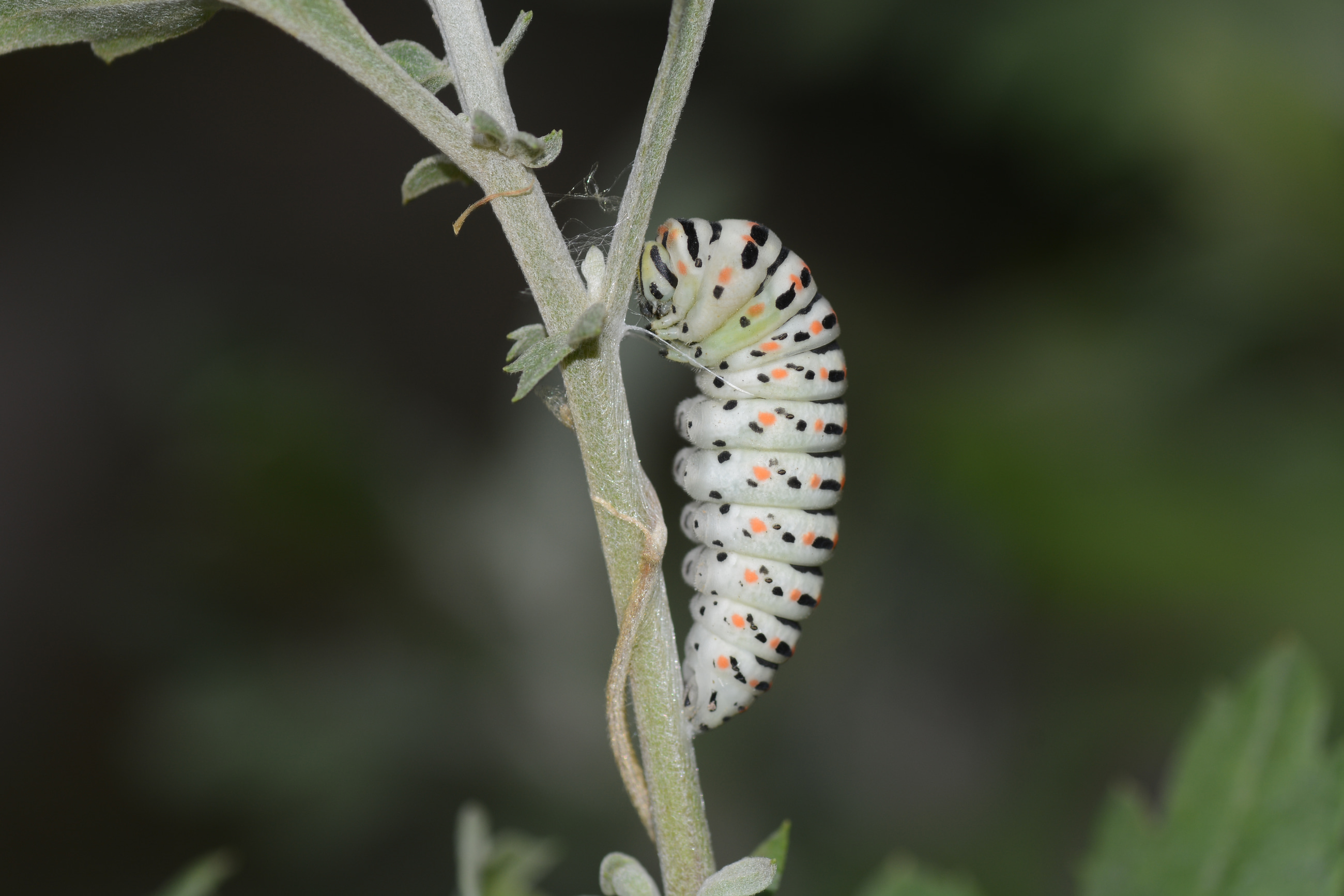 Papilio machaon (Kırlangıçkuyruk) butterfly photo
