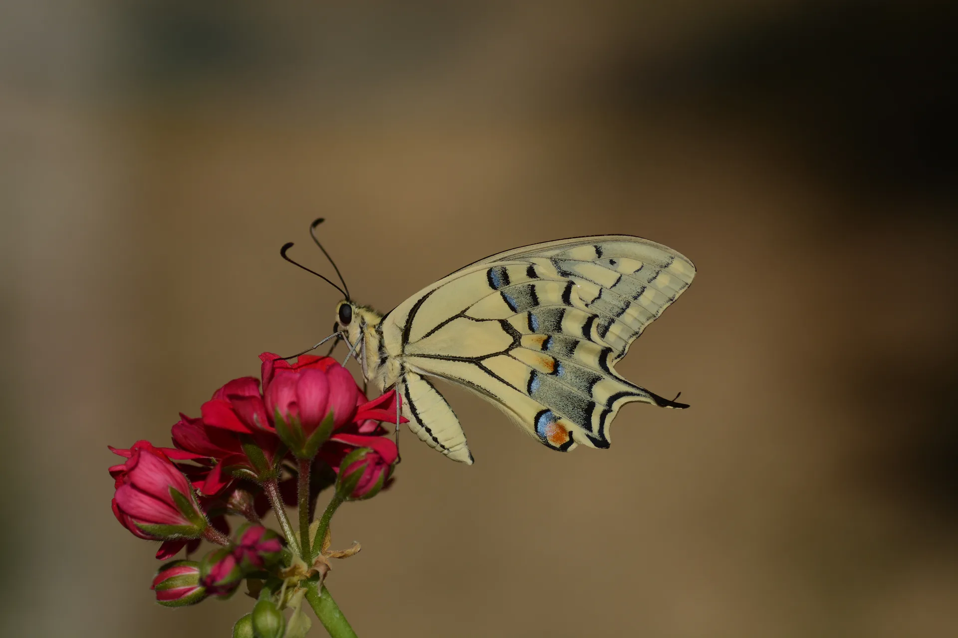 Papilio machaon (KÄ±rlangÄ±Ã§kuyruk) butterfly photo