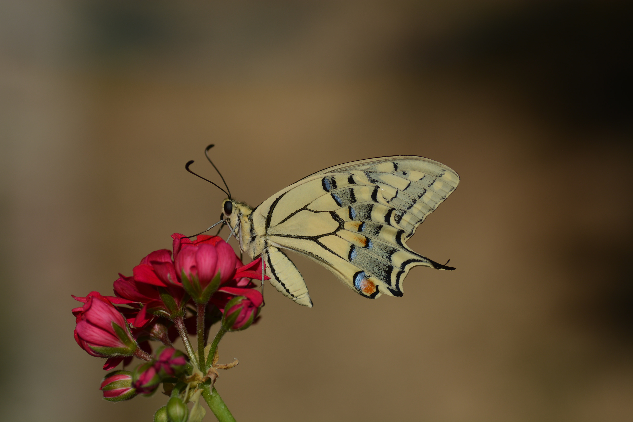 Papilio machaon (Kırlangıçkuyruk) butterfly photo