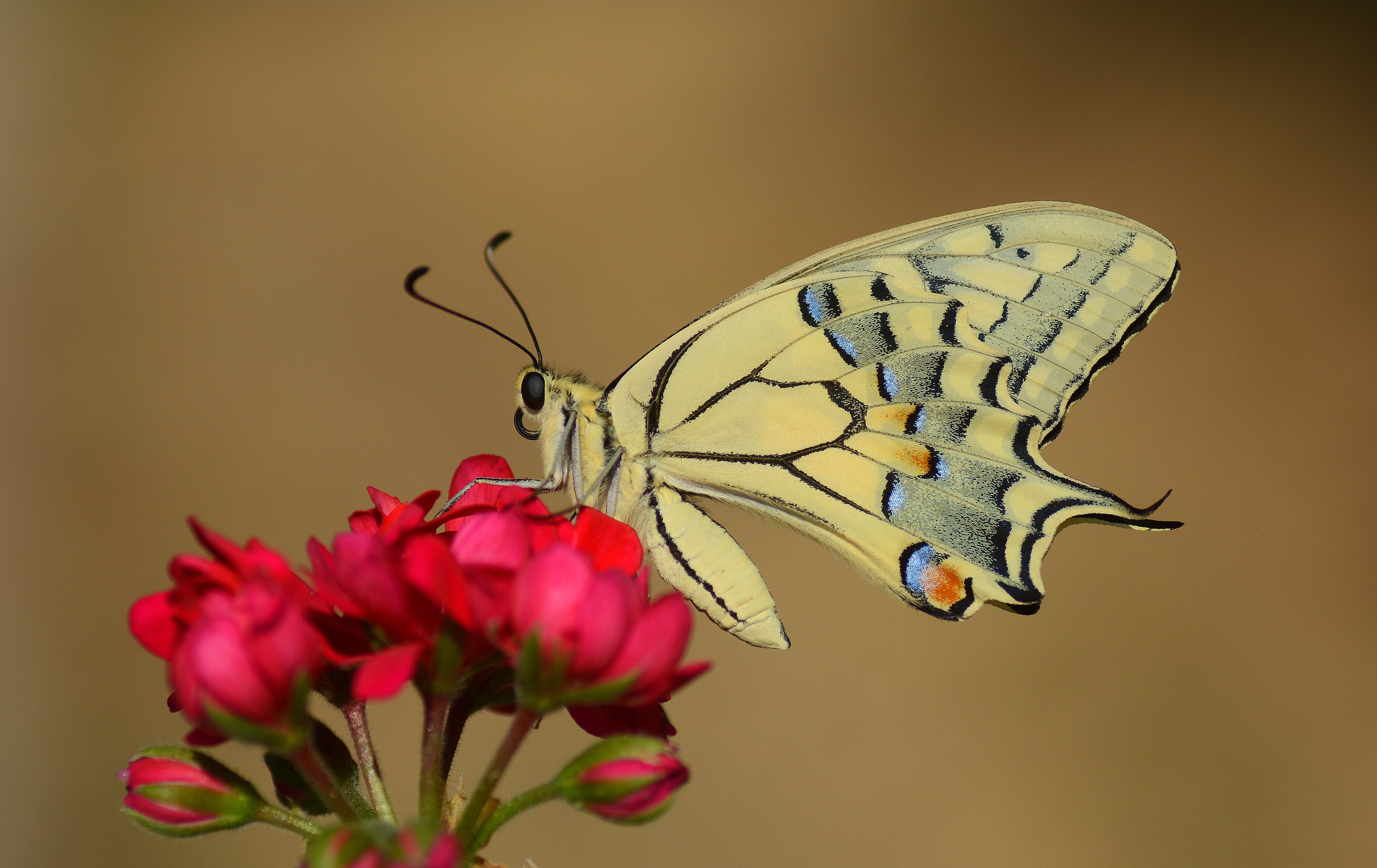 Papilio machaon (Kırlangıçkuyruk) butterfly photo