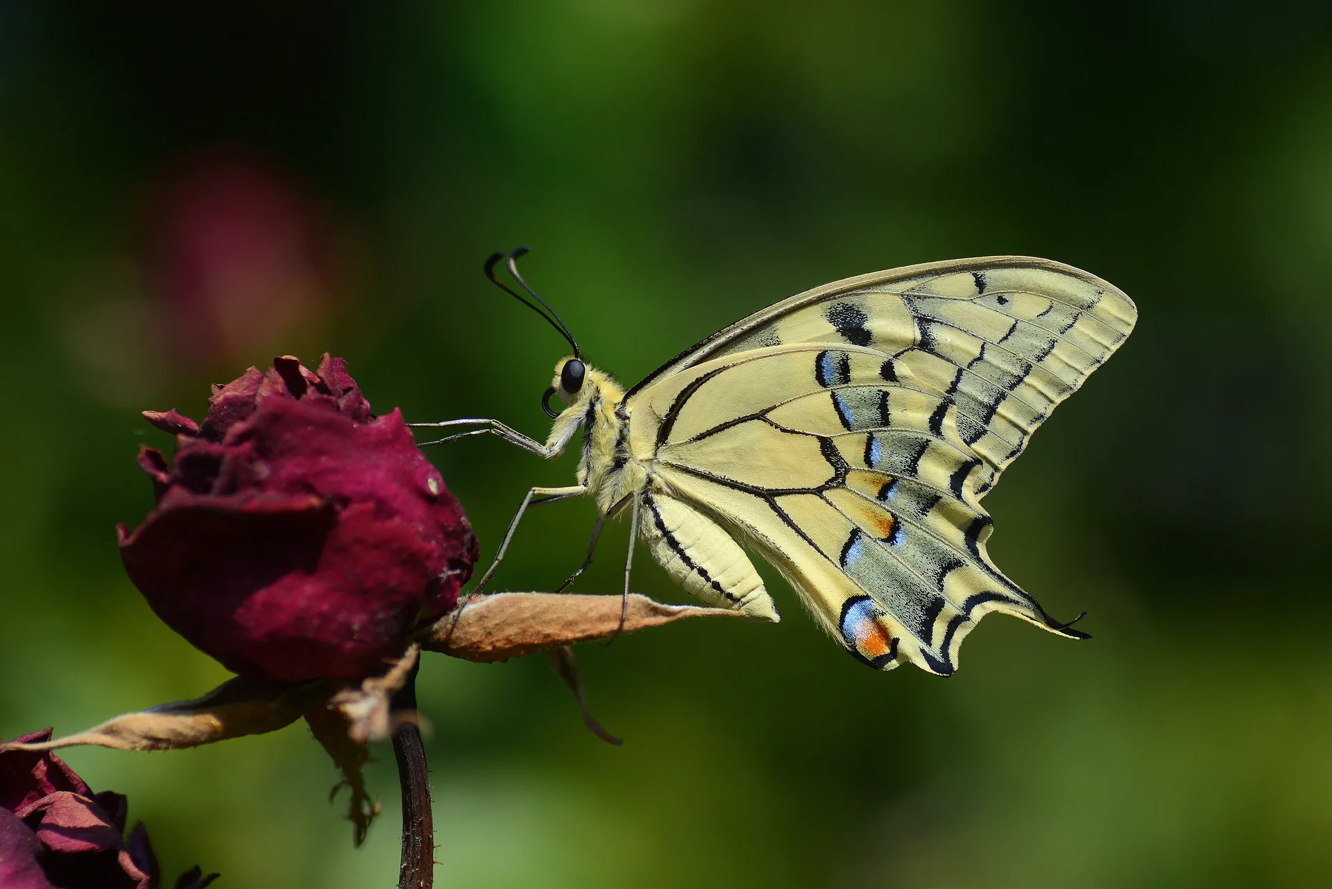 Papilio machaon (KÄ±rlangÄ±Ã§kuyruk) butterfly photo