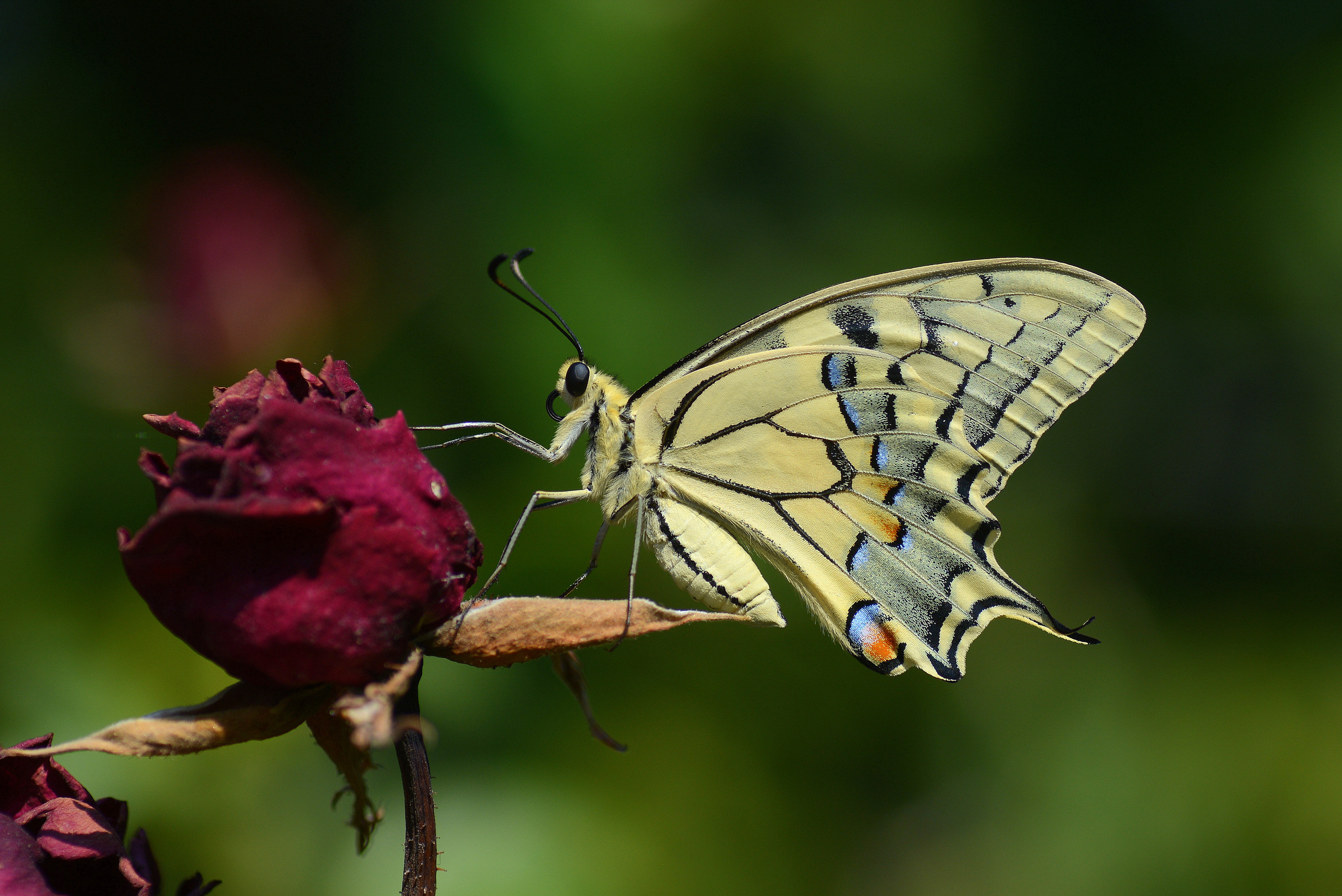 Papilio machaon (Kırlangıçkuyruk) butterfly photo