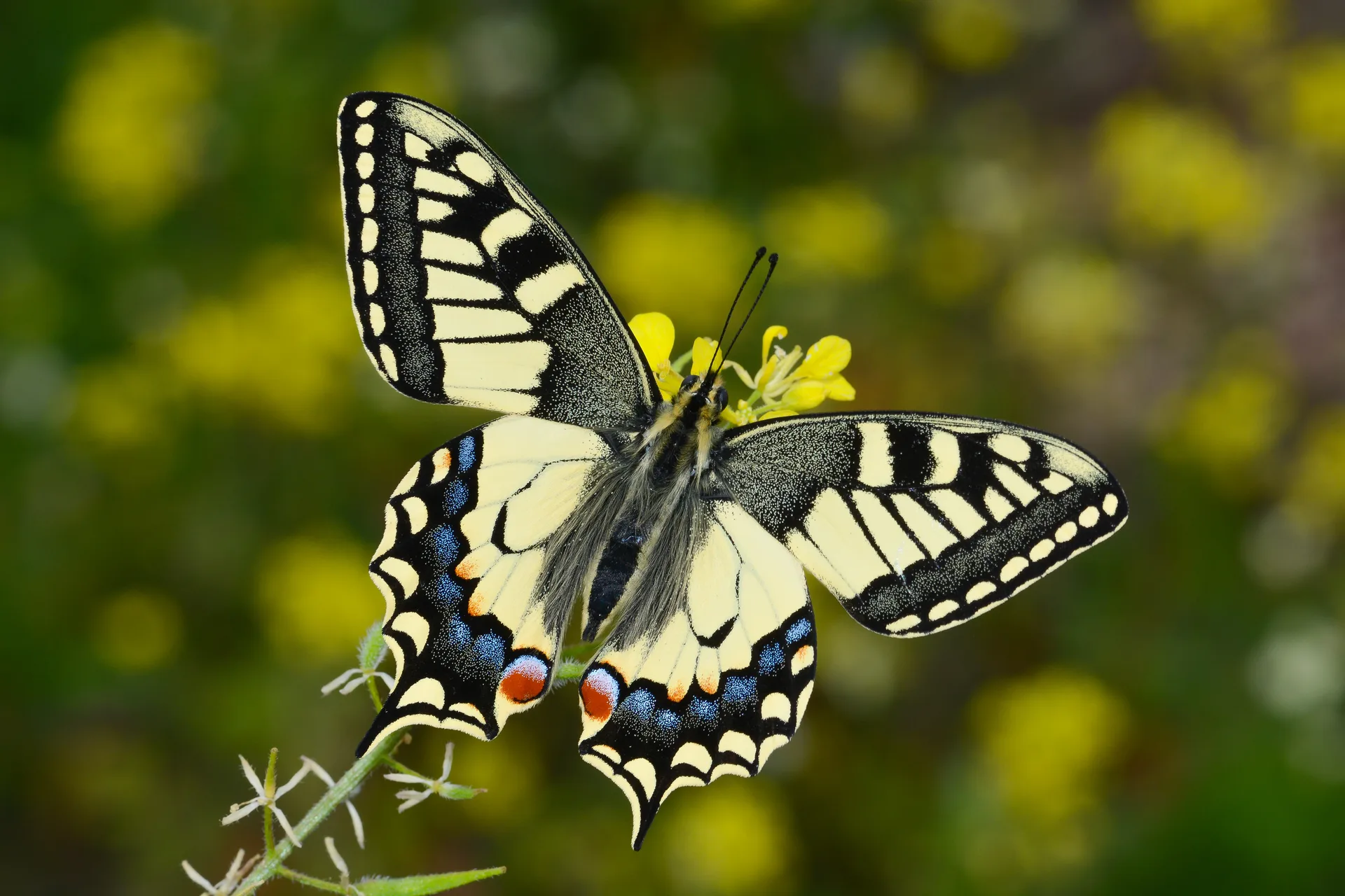 Papilio machaon (KÄ±rlangÄ±Ã§kuyruk) butterfly photo