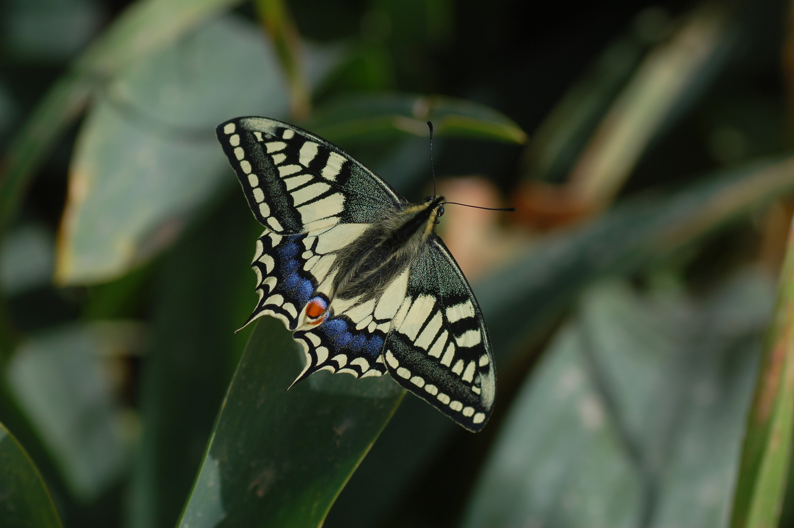 Papilio machaon (Kırlangıçkuyruk) butterfly photo
