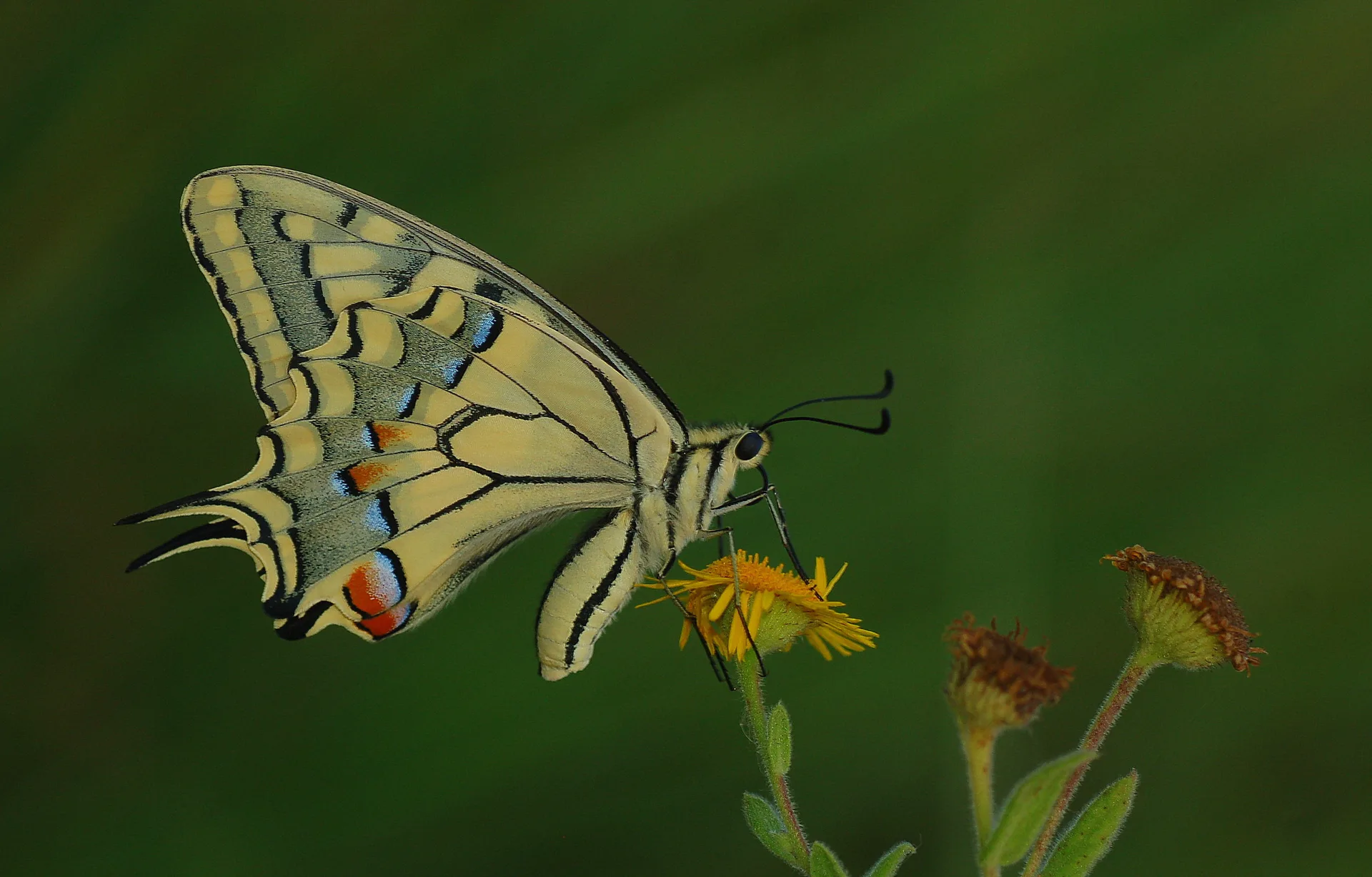 Papilio machaon (KÄ±rlangÄ±Ã§kuyruk) butterfly photo