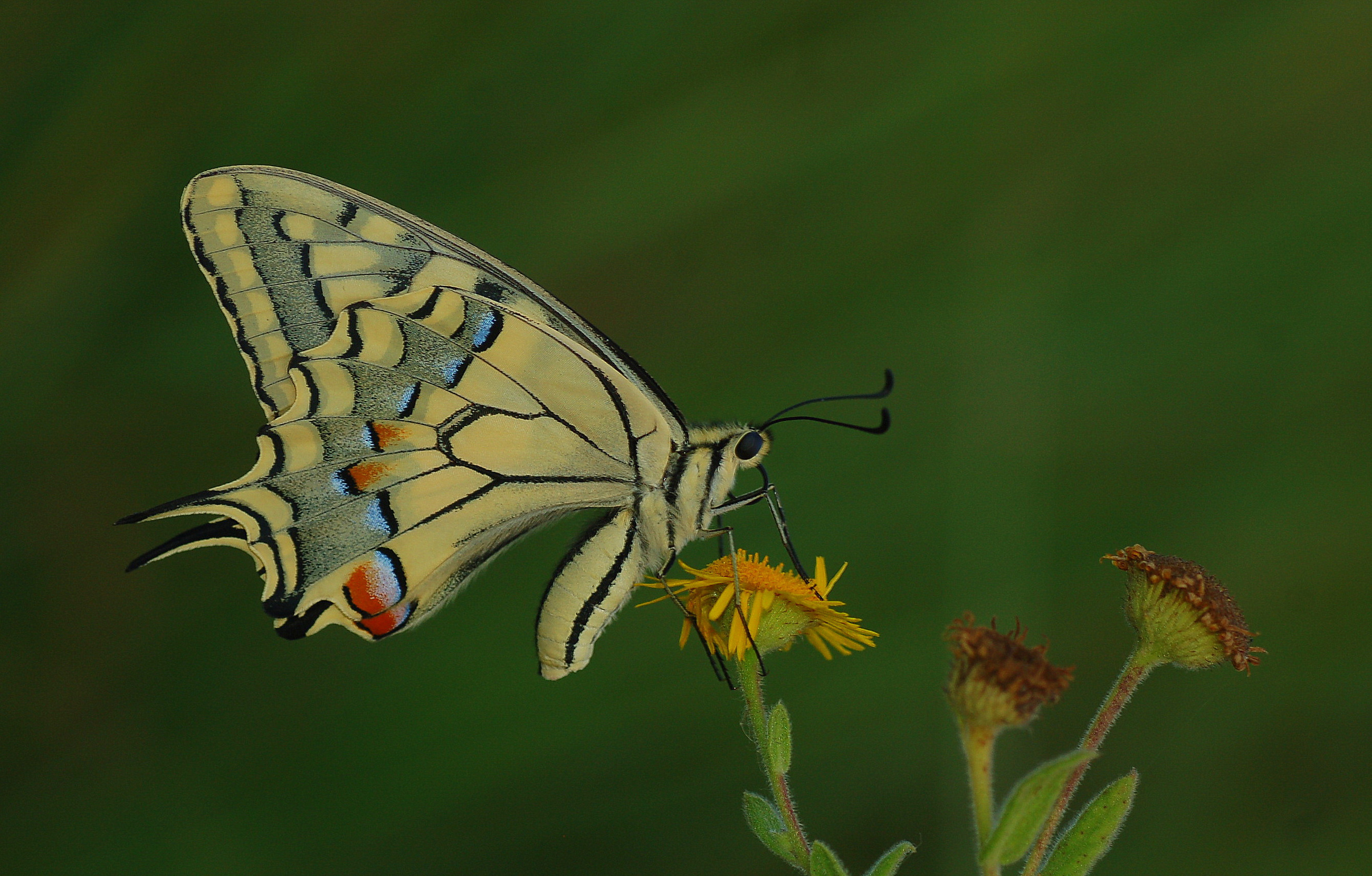 Papilio machaon (Kırlangıçkuyruk) butterfly photo