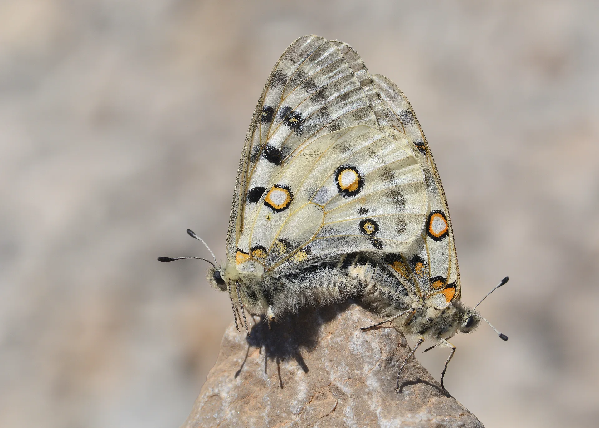 Parnassius apollo (Apollo) butterfly photo