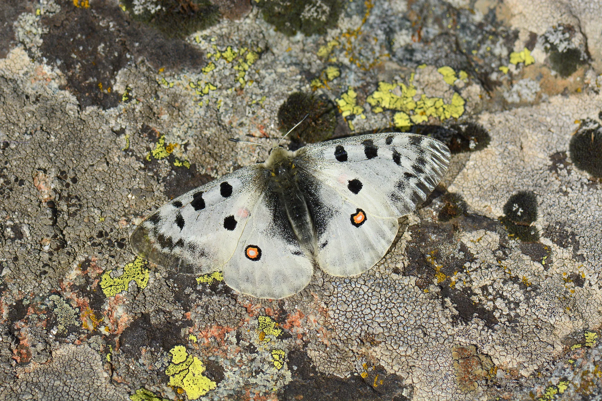Parnassius apollo (Apollo) butterfly photo