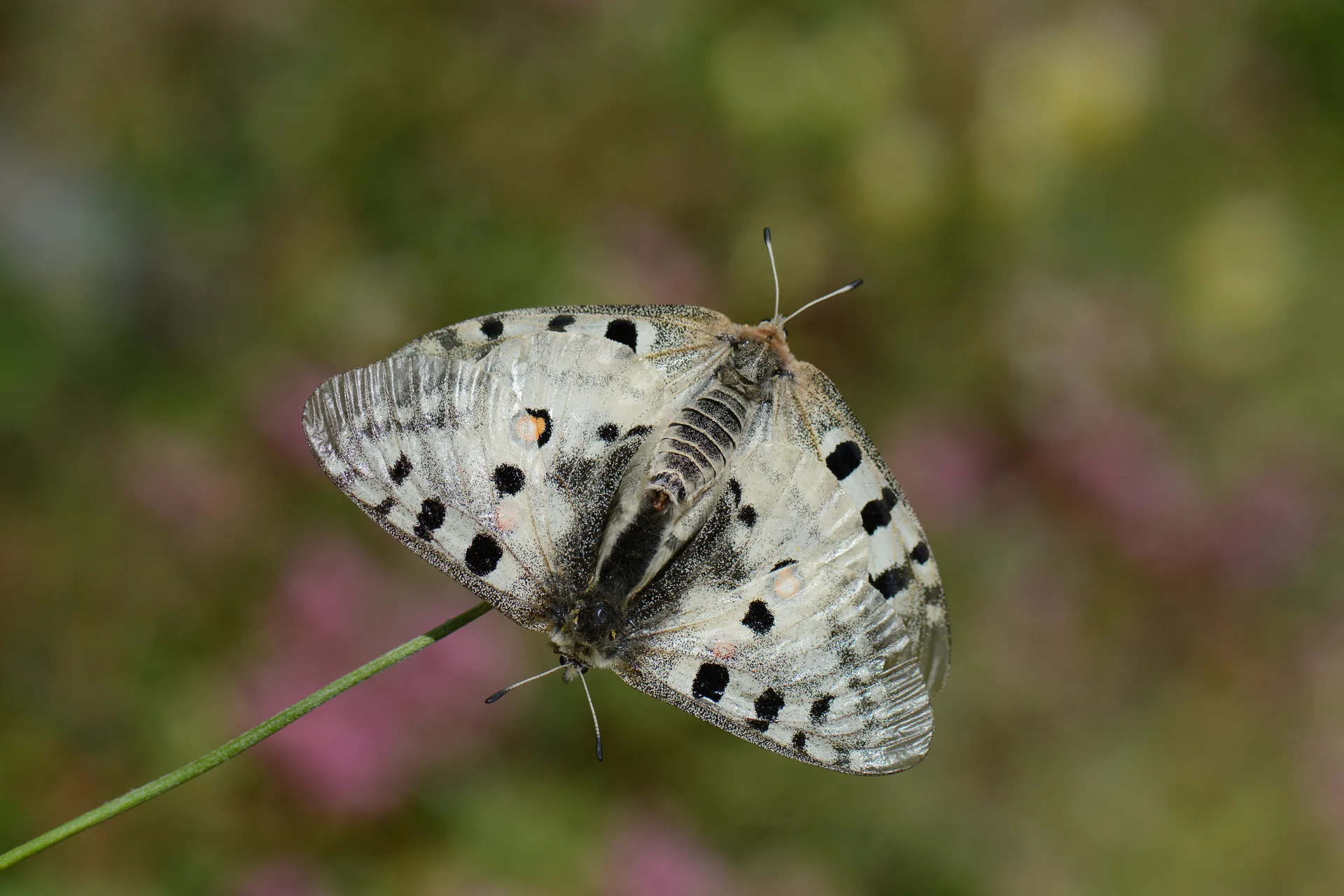 Parnassius apollo (Apollo) butterfly photo