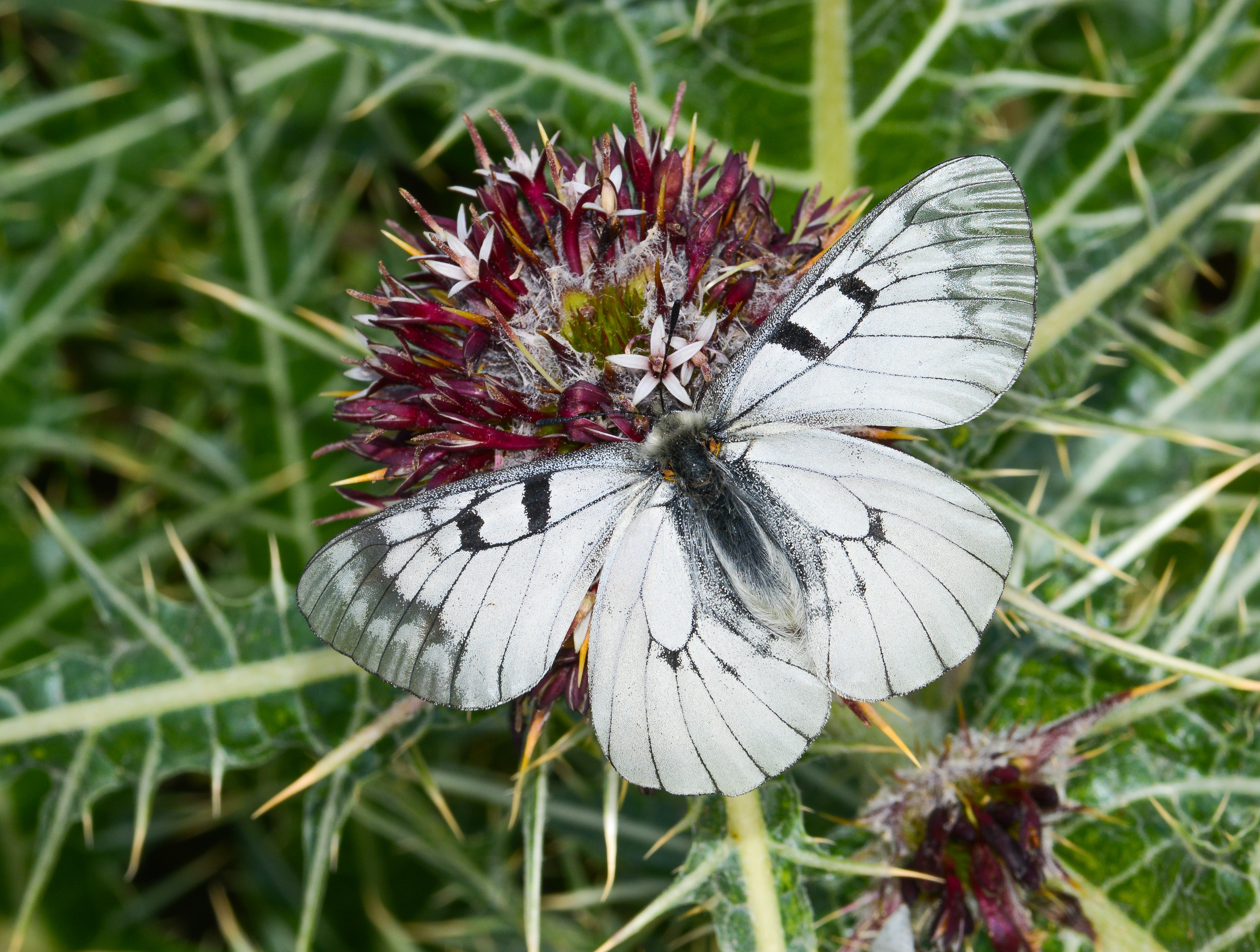 Parnassius mnemosyne (Dumanlıapollo) butterfly photo