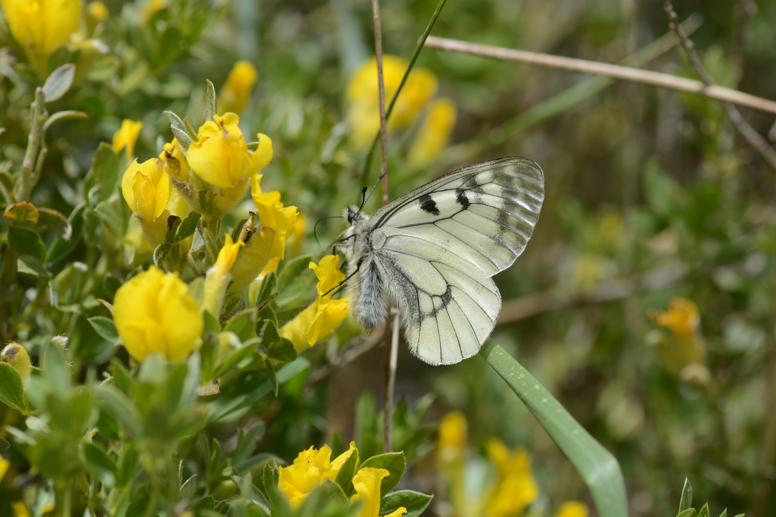 Parnassius mnemosyne (Dumanlıapollo) butterfly photo