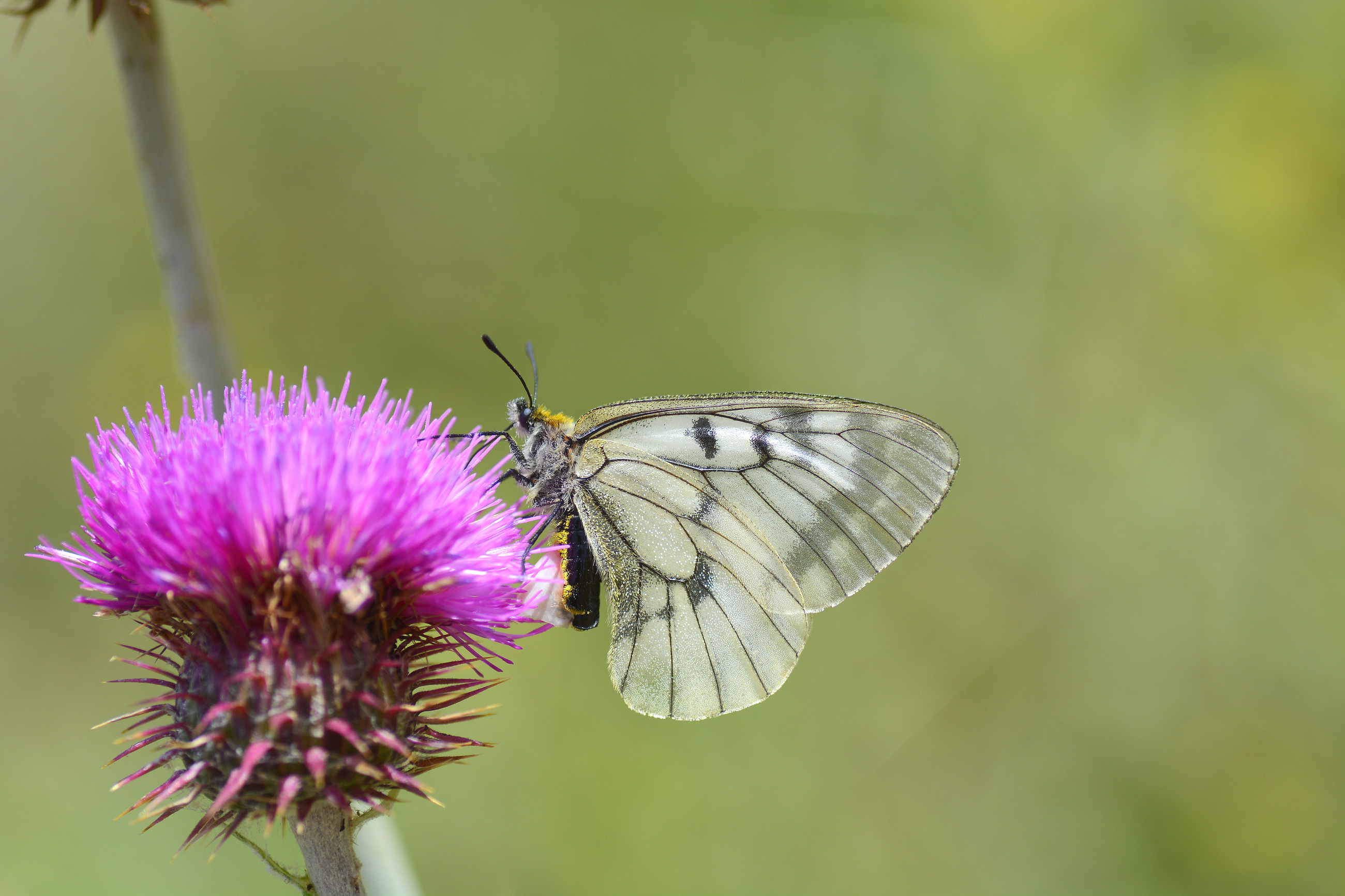 Parnassius mnemosyne (Dumanlıapollo) butterfly photo