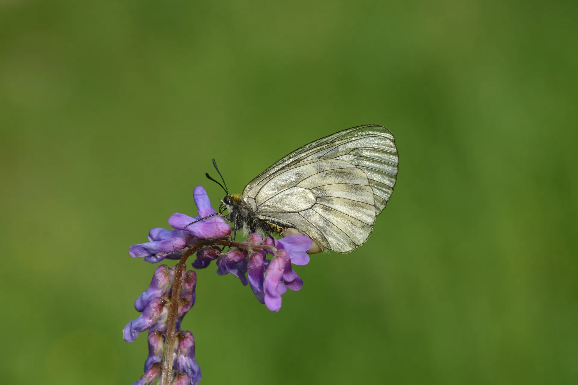 Parnassius mnemosyne (DumanlÄ±apollo) butterfly photo