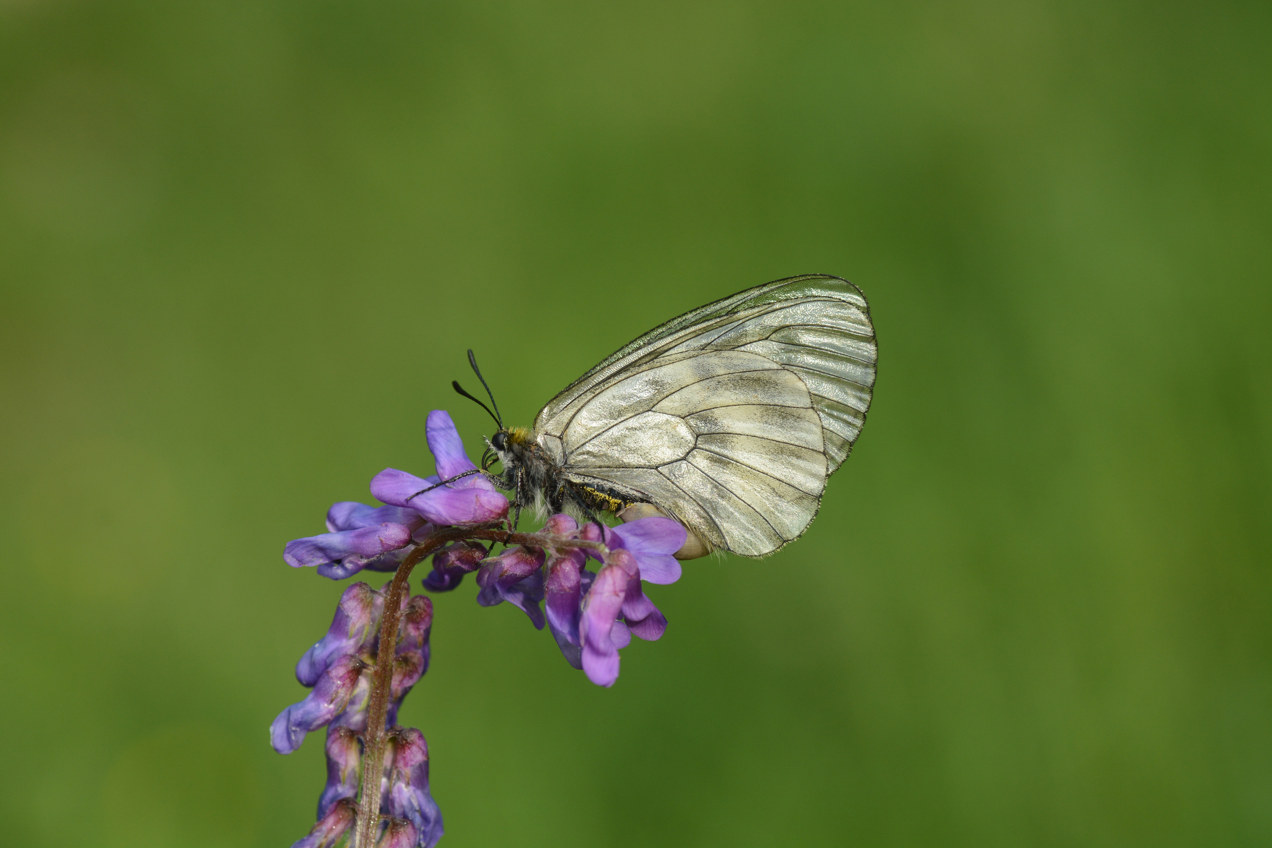 Parnassius mnemosyne (Dumanlıapollo) butterfly photo