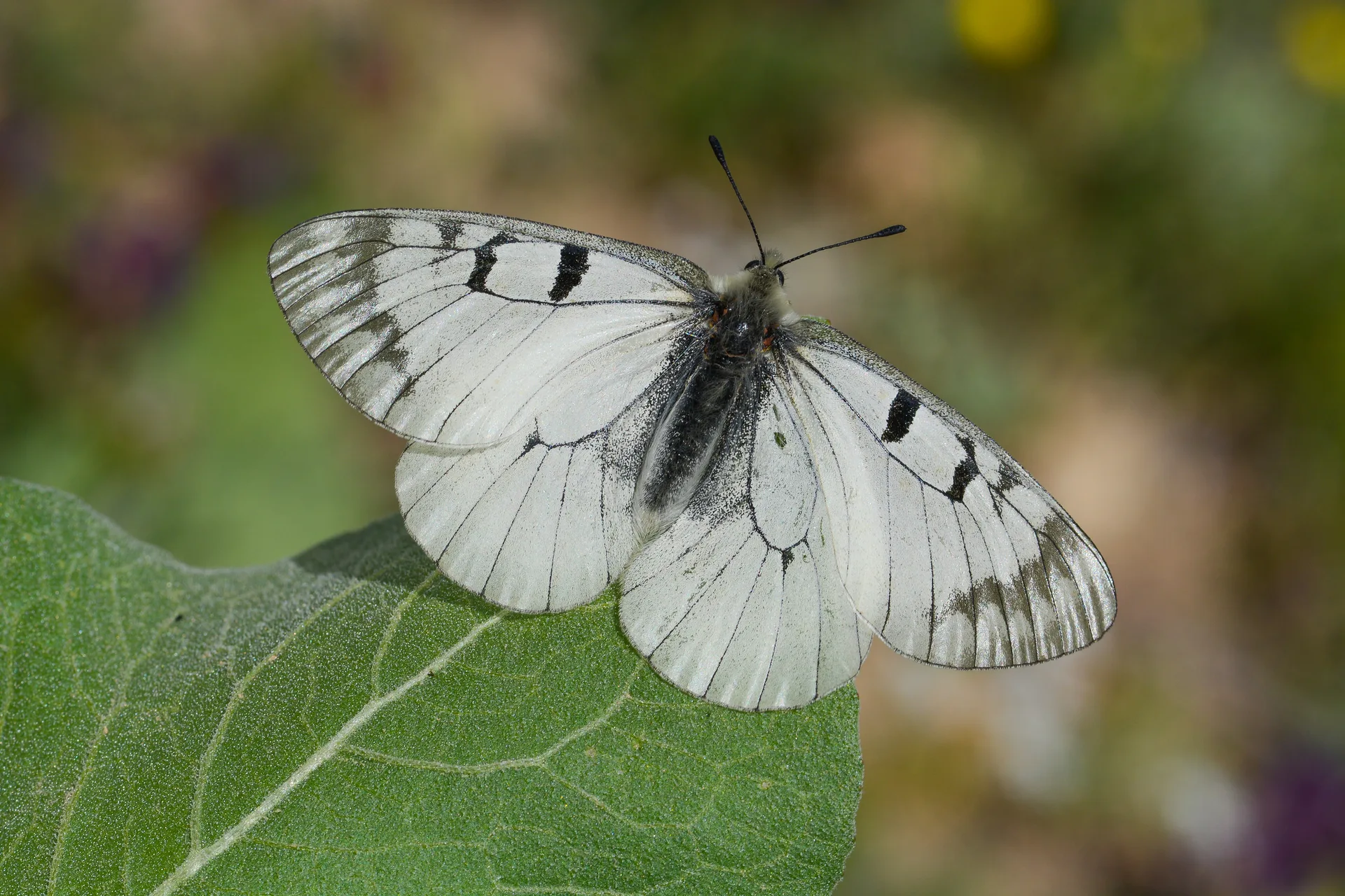 Parnassius mnemosyne (DumanlÄ±apollo) butterfly photo