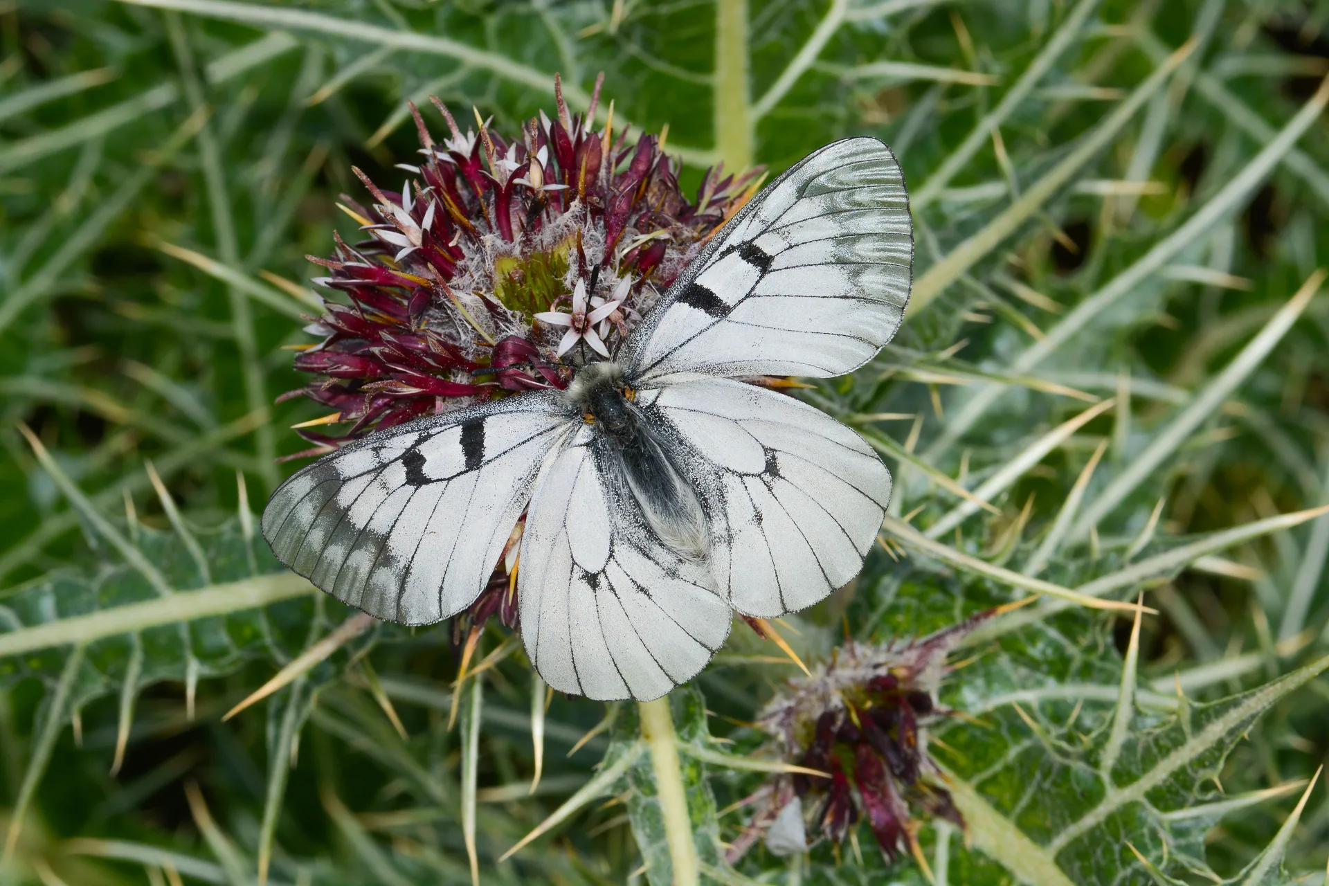 Parnassius mnemosyne (DumanlÄ±apollo) butterfly photo
