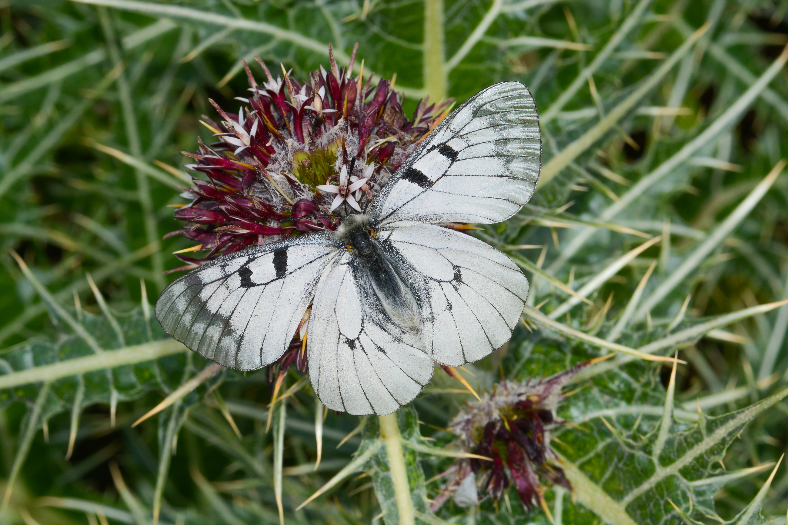 Parnassius mnemosyne (Dumanlıapollo) butterfly photo