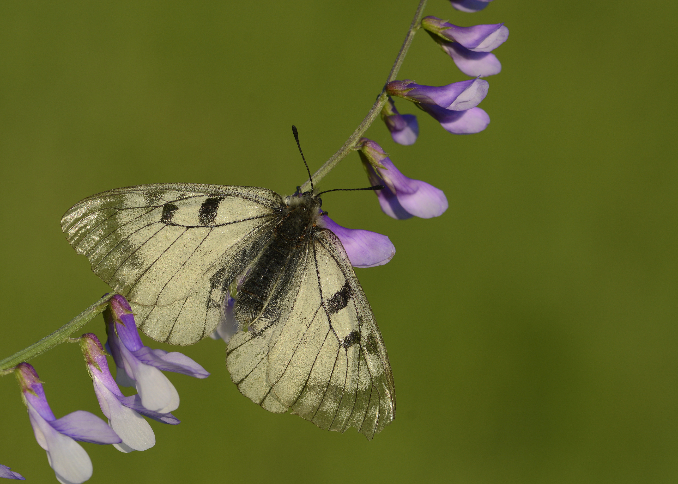 Parnassius mnemosyne (Dumanlıapollo) butterfly photo
