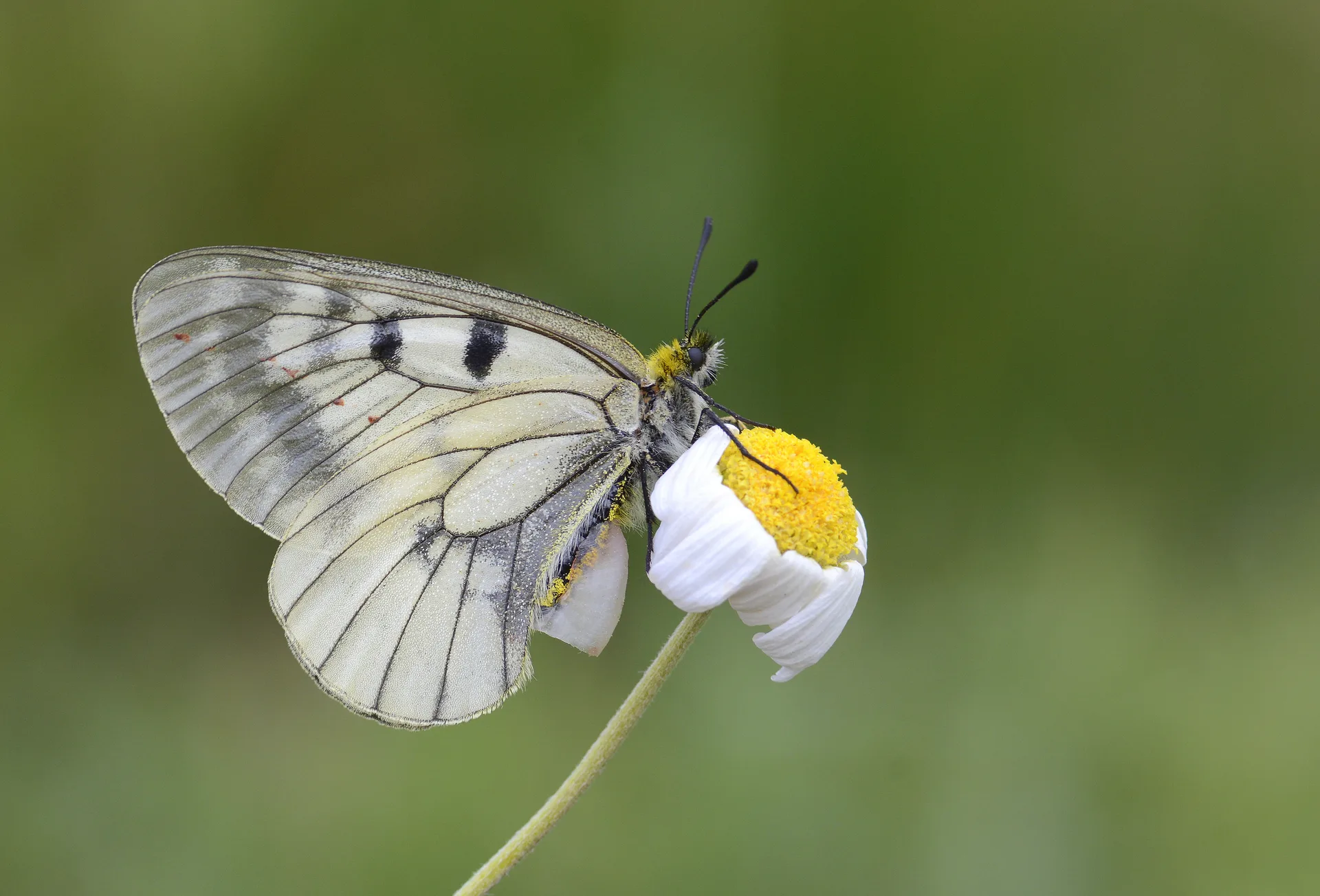 Parnassius mnemosyne (DumanlÄ±apollo) butterfly photo