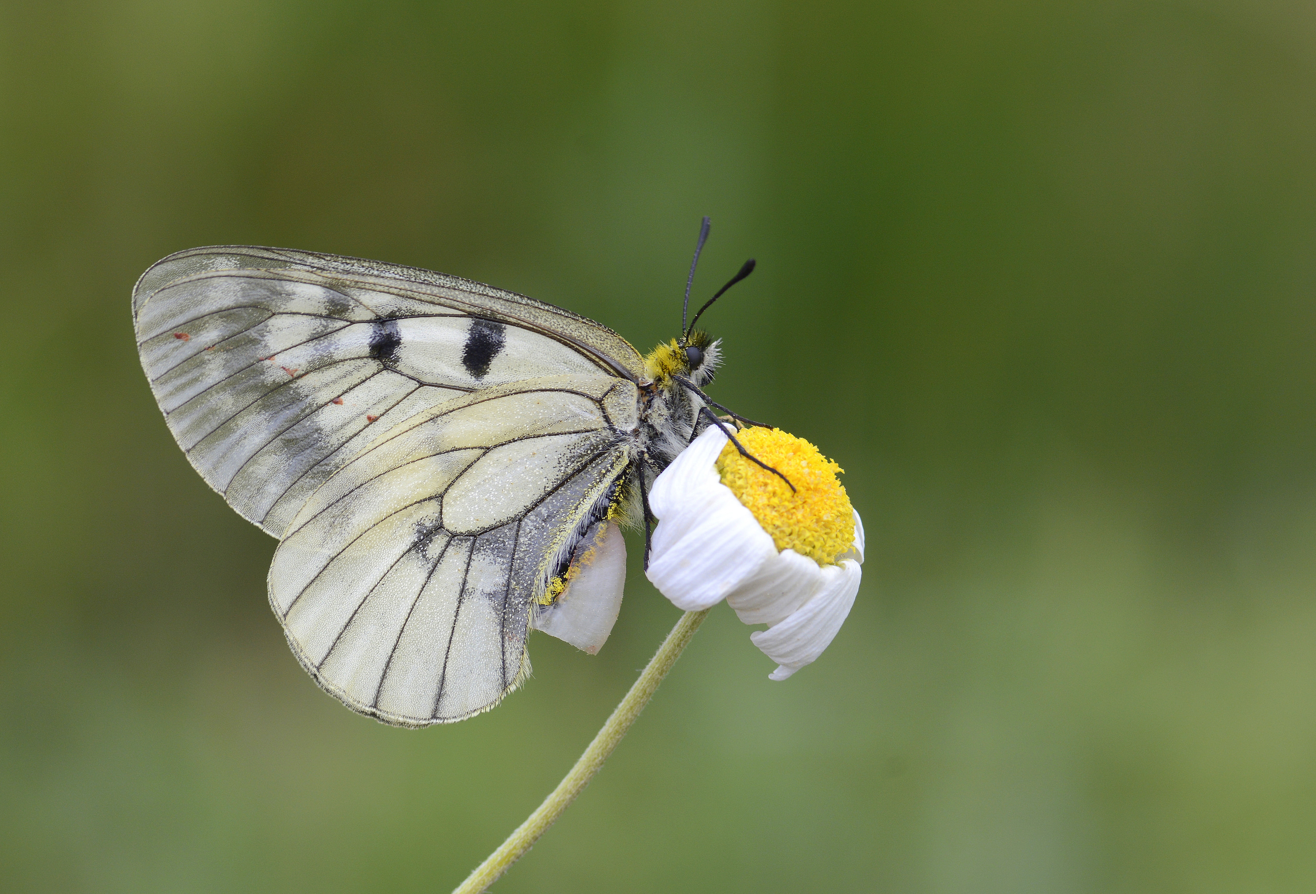 Parnassius mnemosyne (Dumanlıapollo) butterfly photo