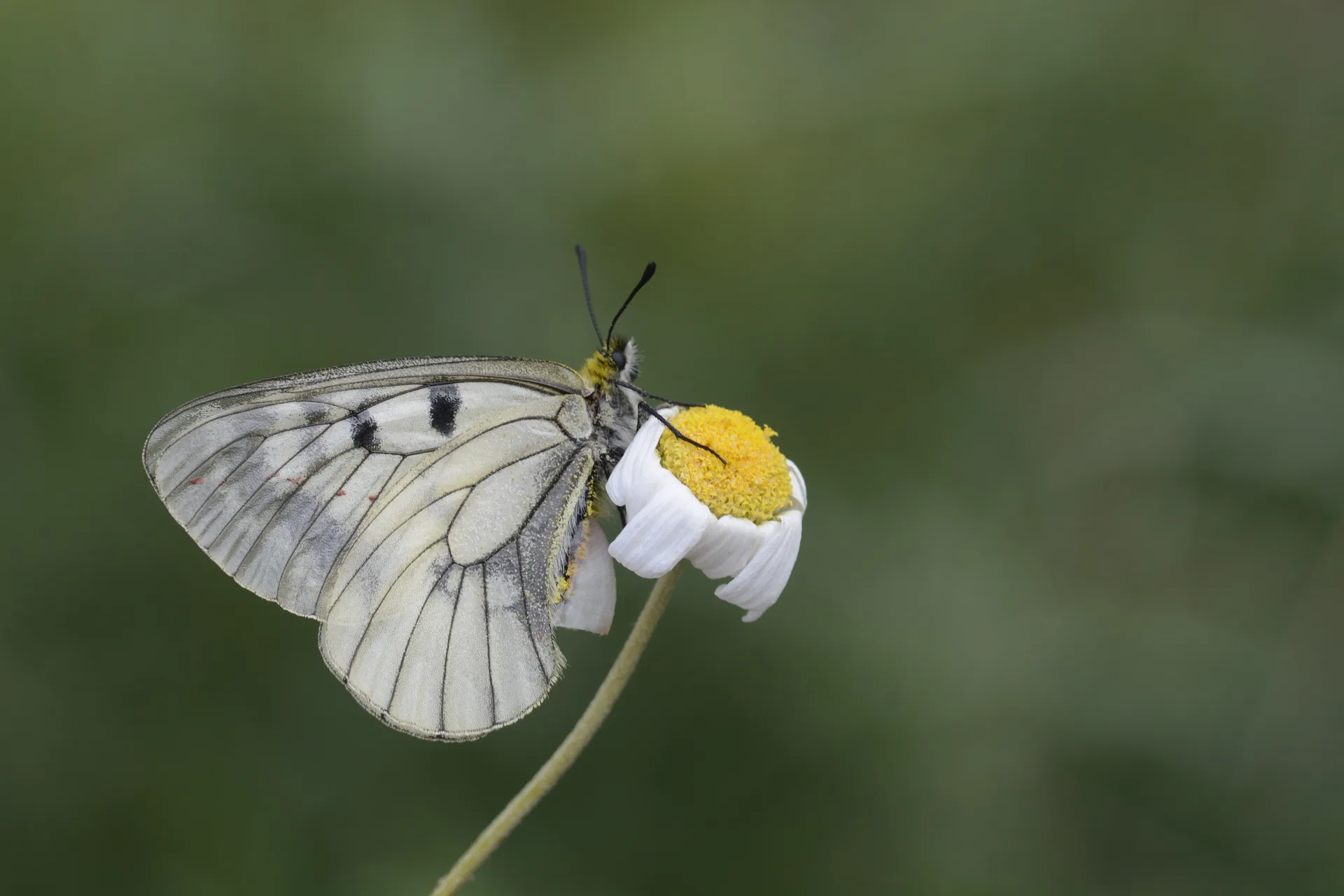 Parnassius mnemosyne (DumanlÄ±apollo) butterfly photo