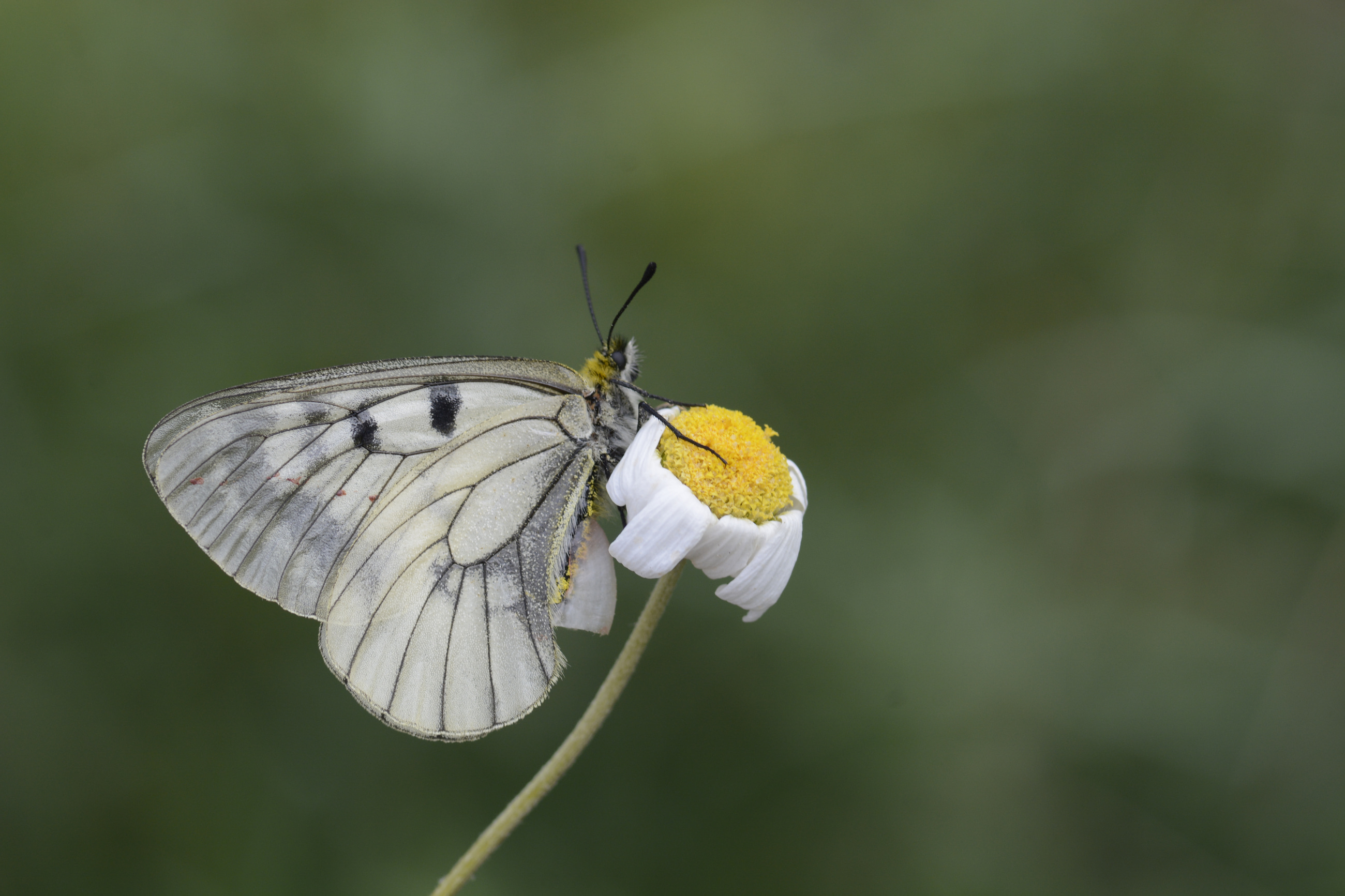 Parnassius mnemosyne (Dumanlıapollo) butterfly photo