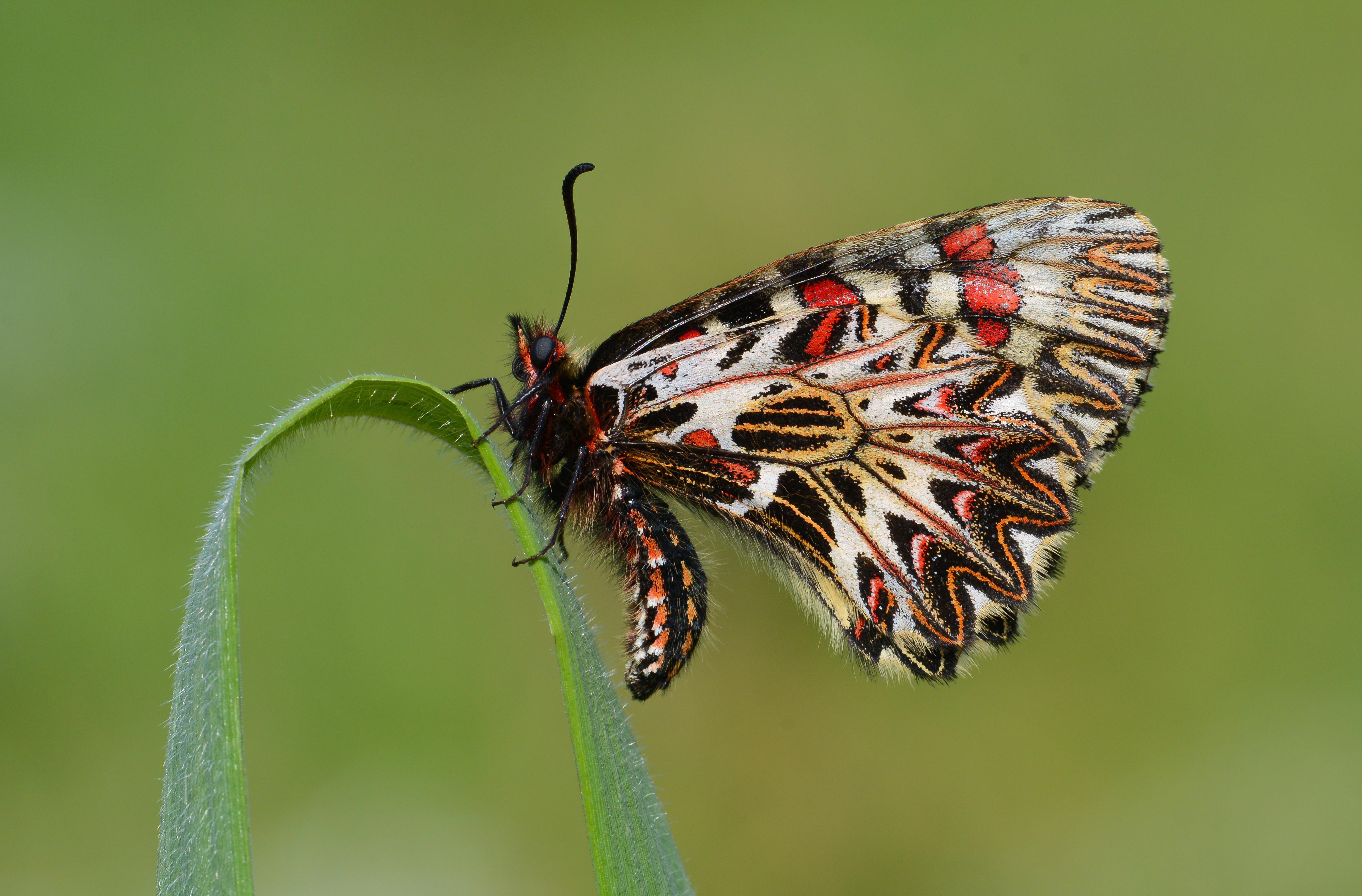 Zerynthia cassandra butterfly photo