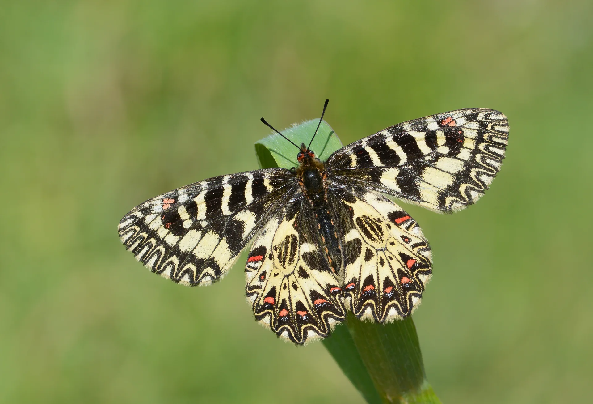Zerynthia cassandra butterfly photo