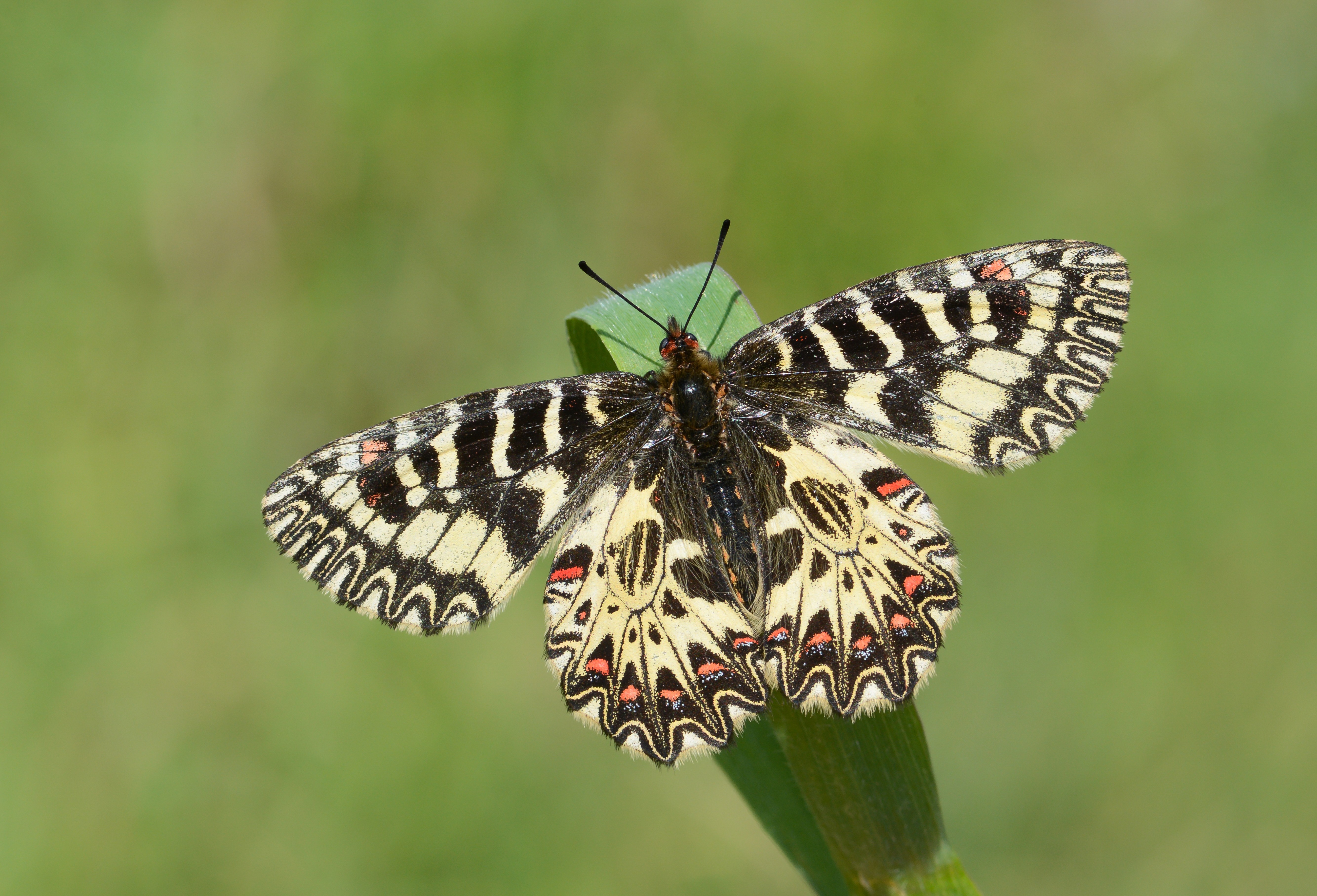 Zerynthia cassandra butterfly photo