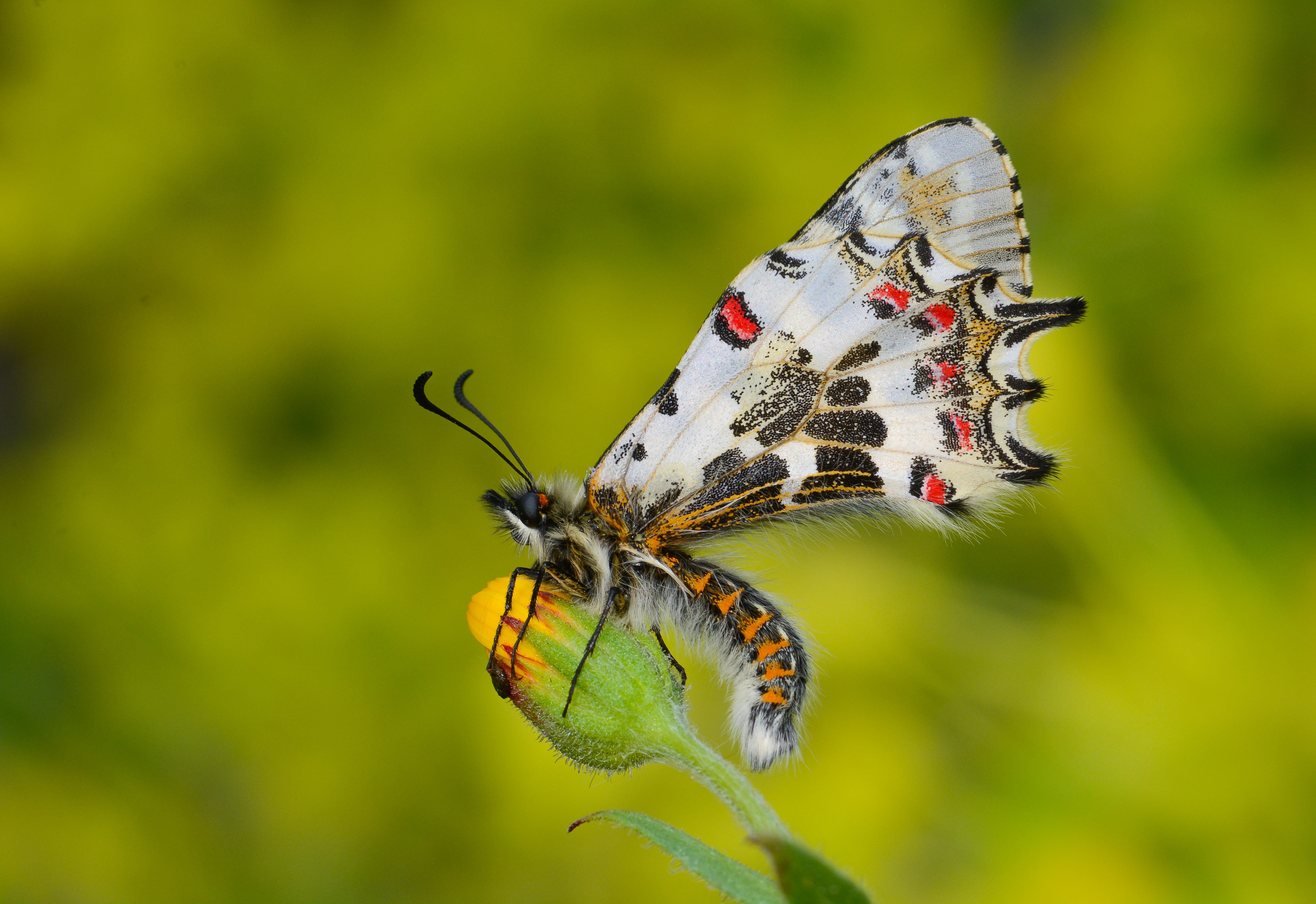 Zerynthia cerisy butterfly photo