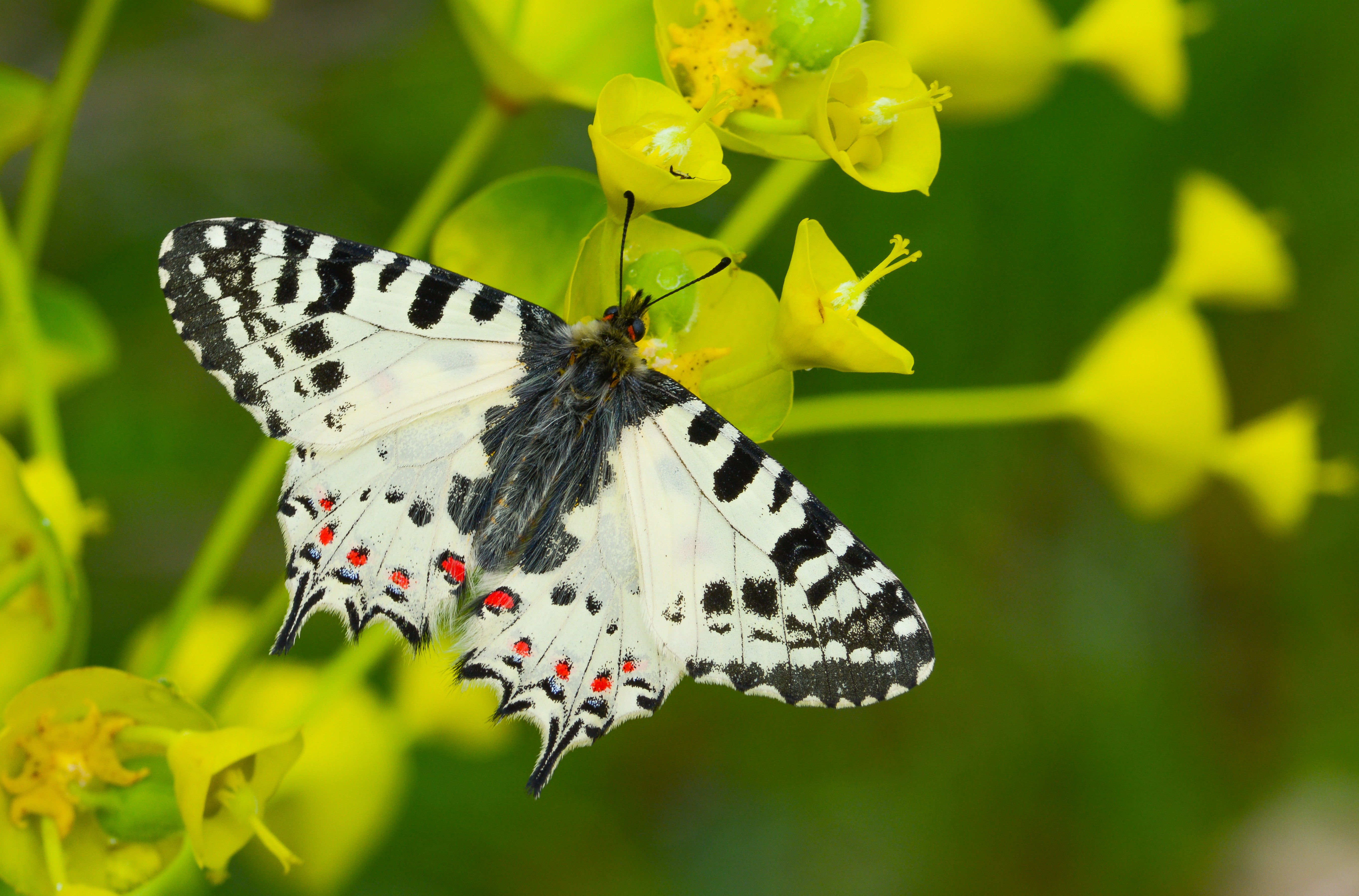 Zerynthia cerisy butterfly photo