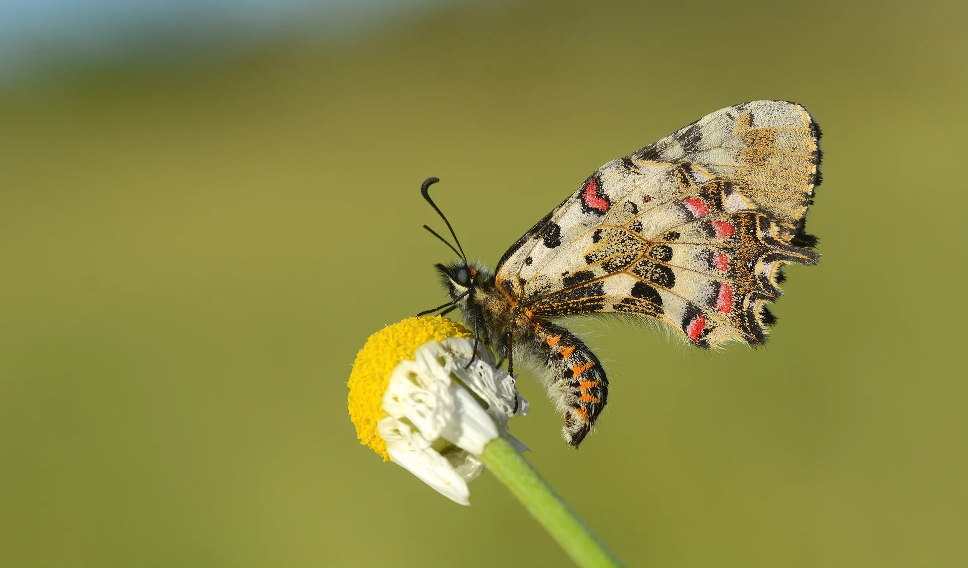 Zerynthia cerisy butterfly photo