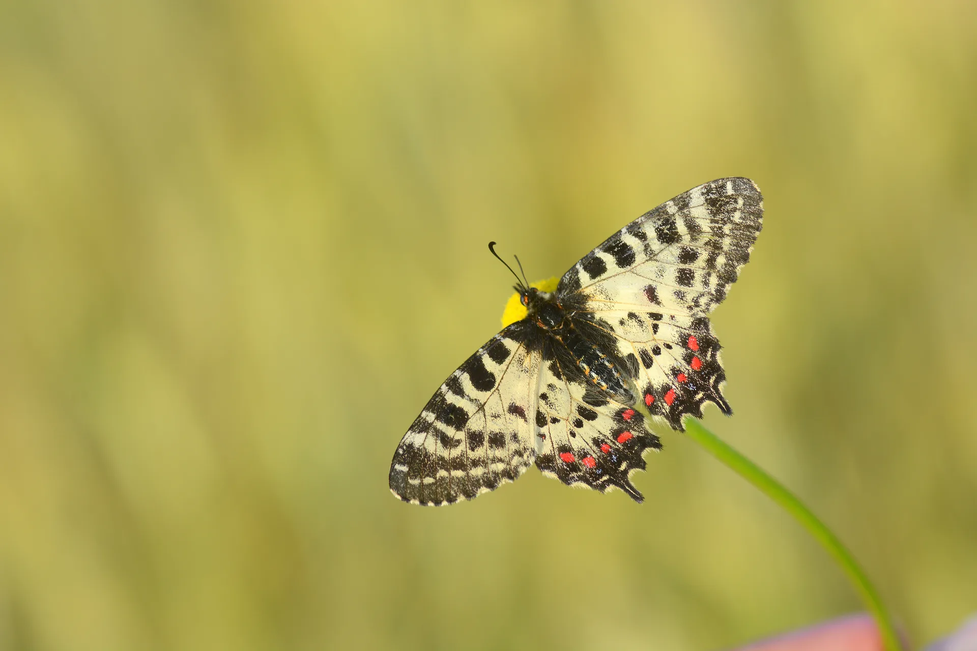 Zerynthia cerisy butterfly photo