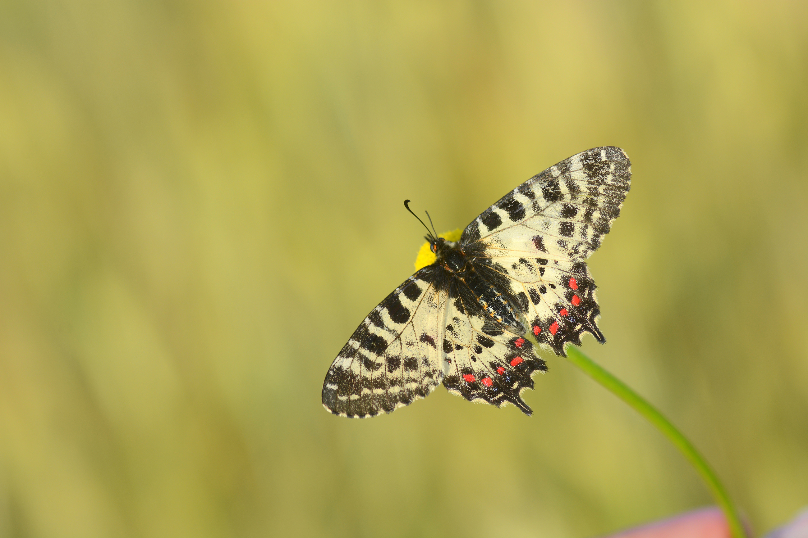 Zerynthia cerisy butterfly photo