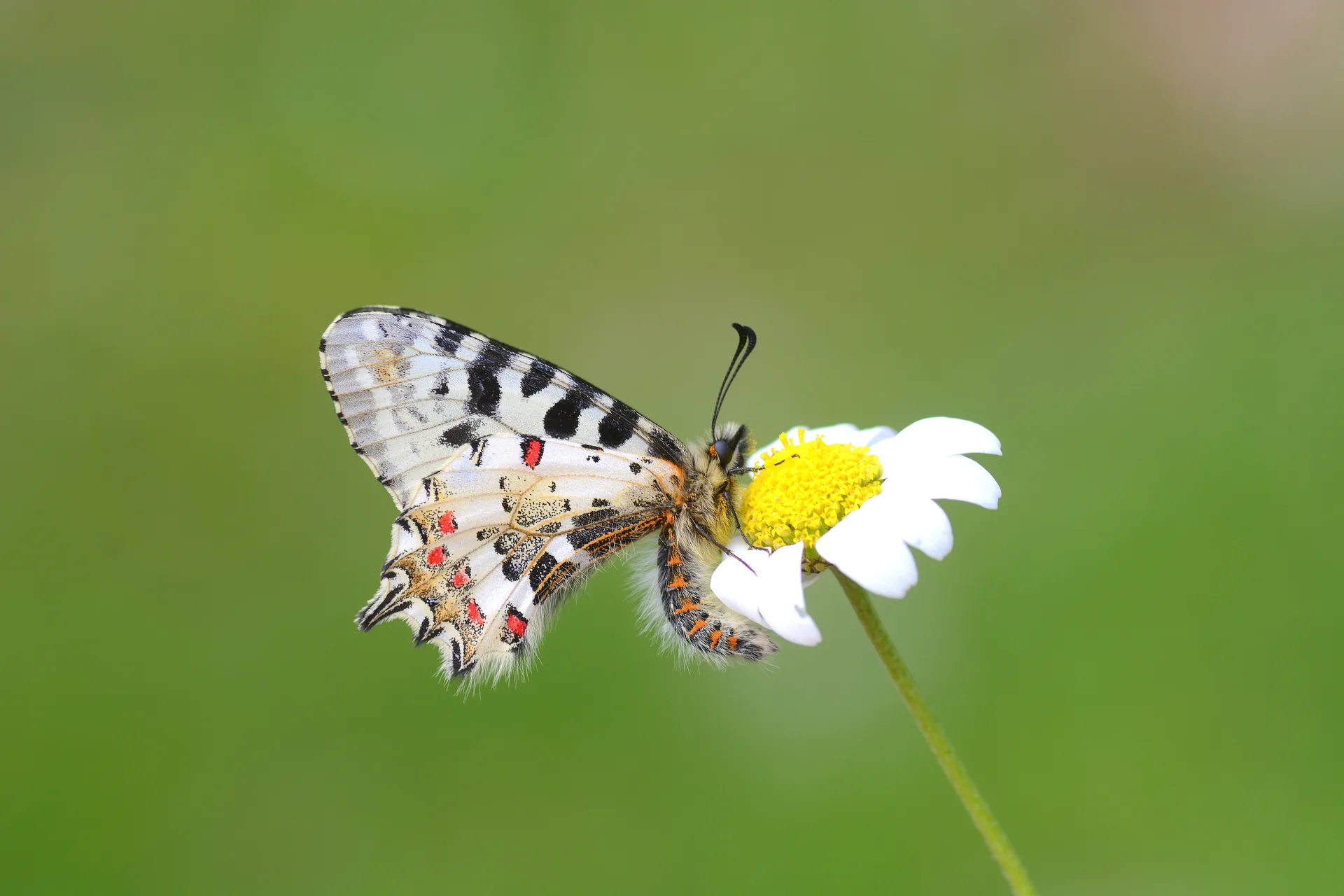 Zerynthia cerisy butterfly photo