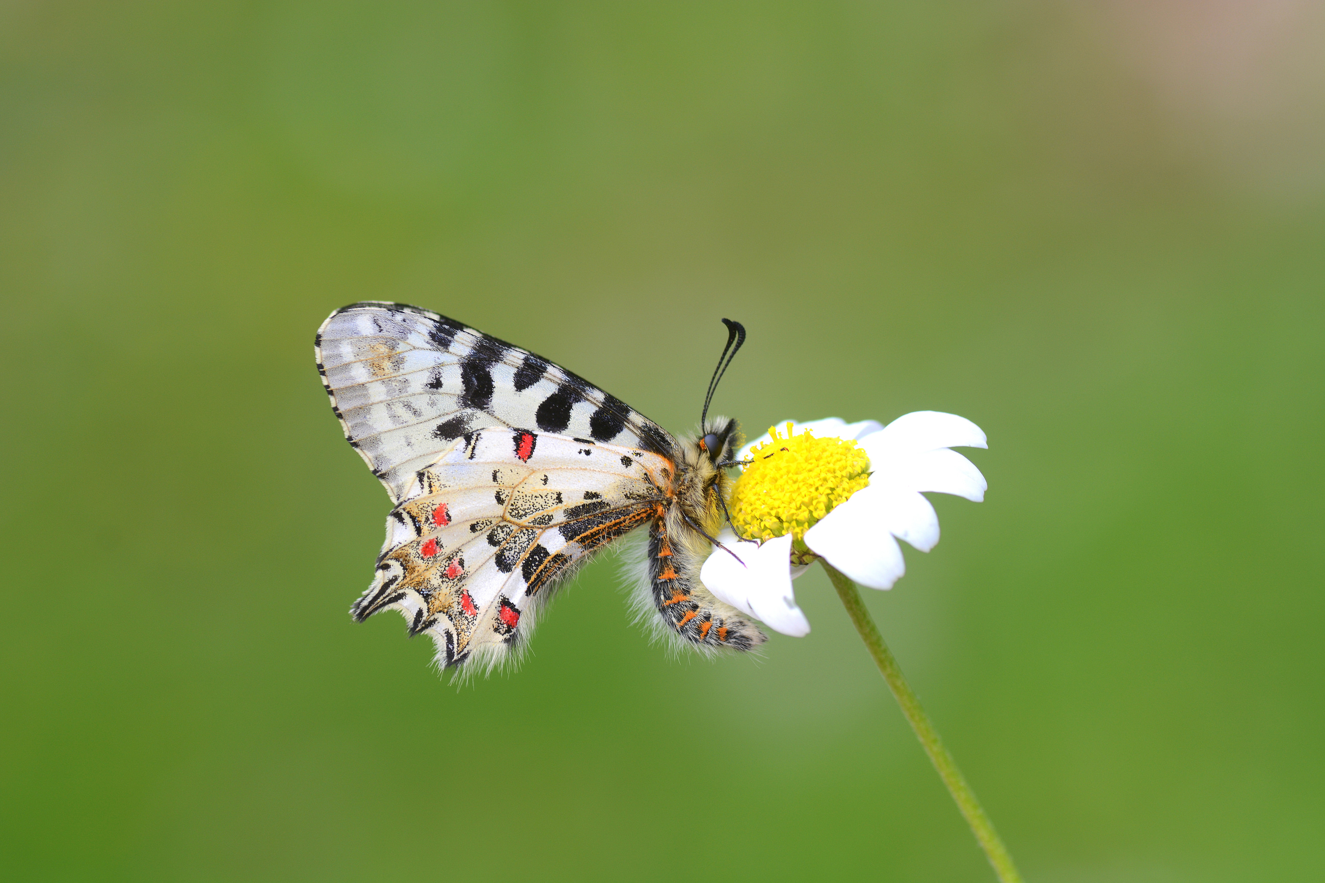 Zerynthia cerisy butterfly photo