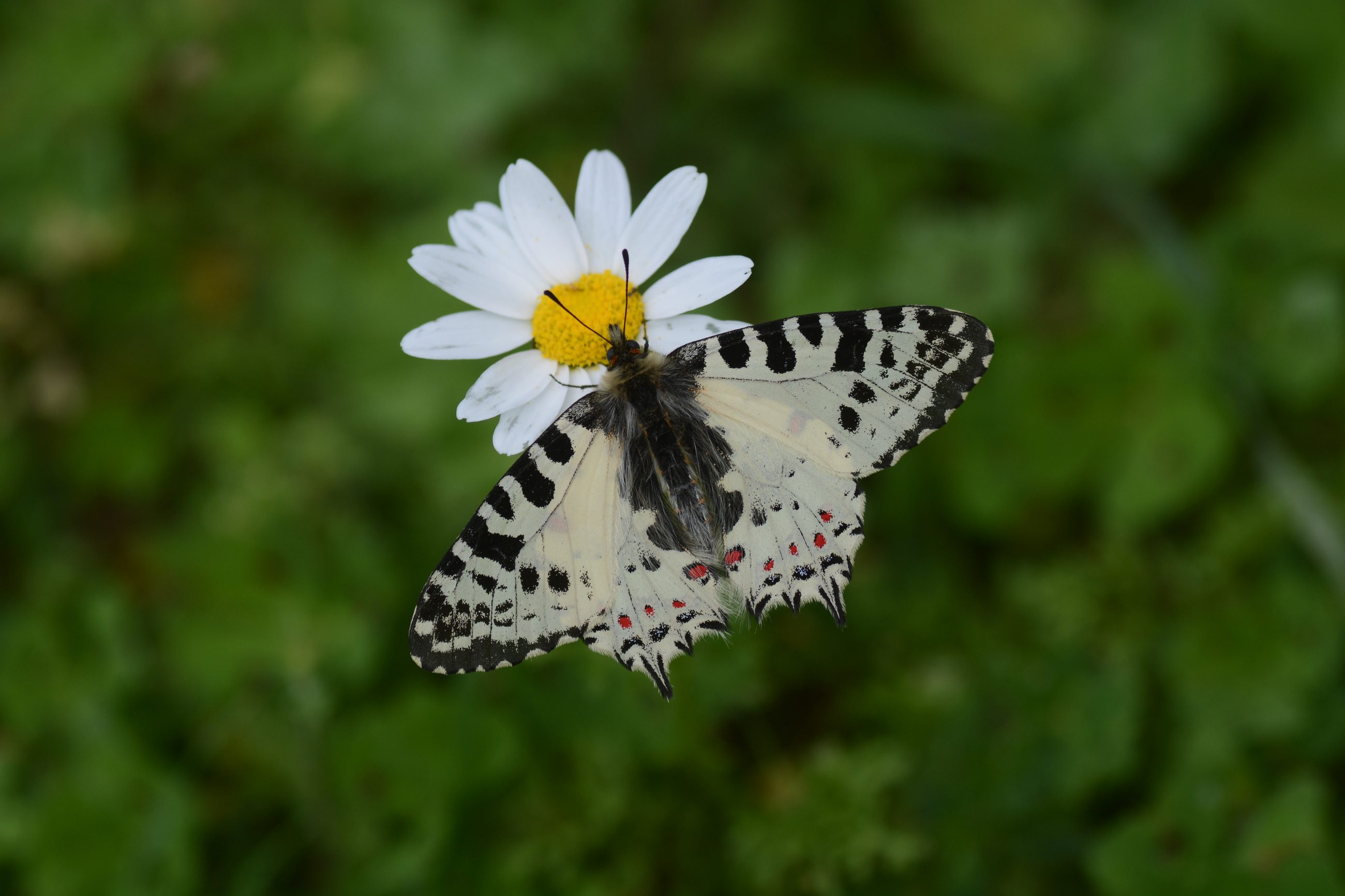 Zerynthia cerisy butterfly photo