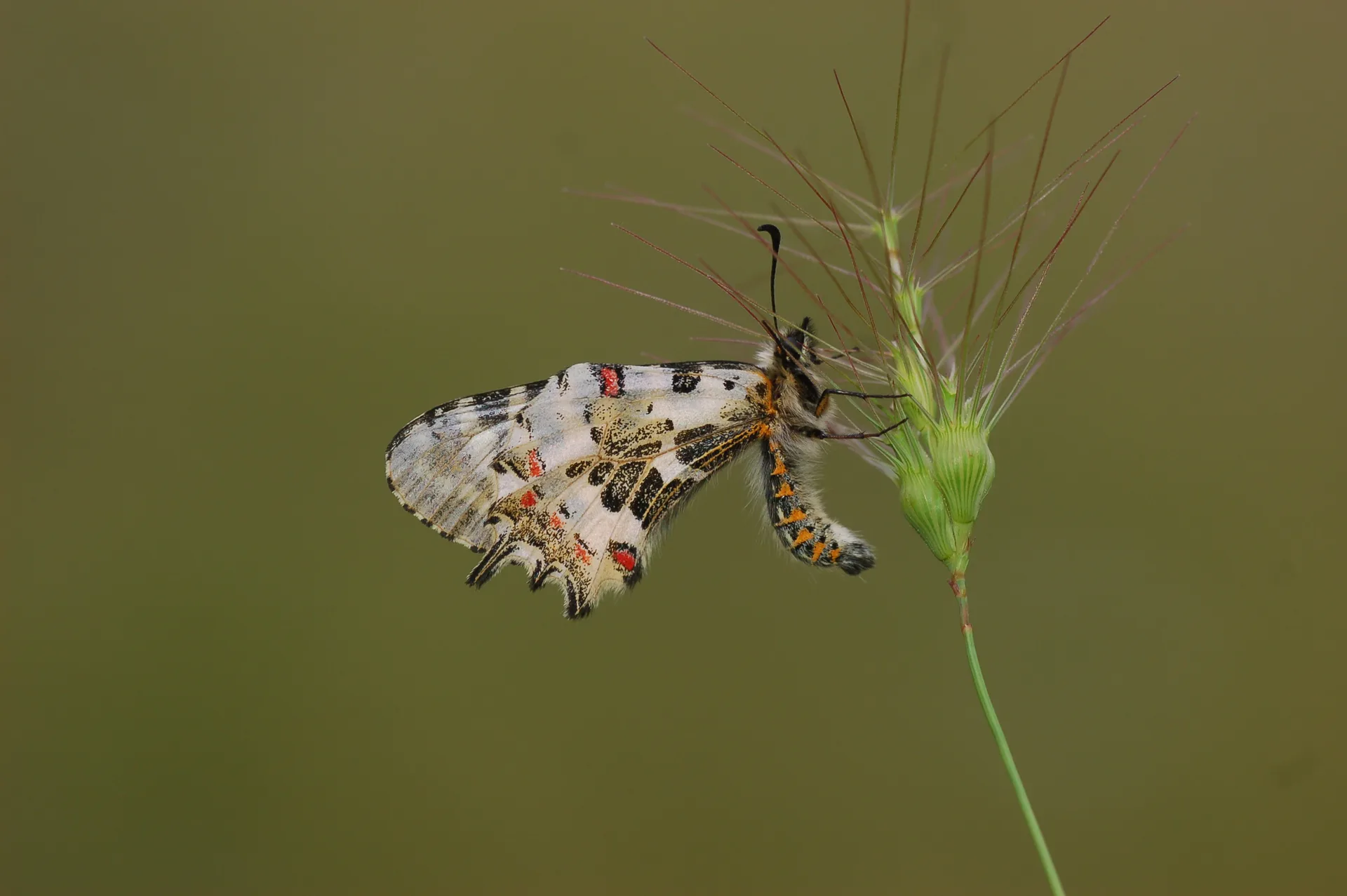 Zerynthia cerisyi (Ferace KelebeÄŸi) butterfly photo