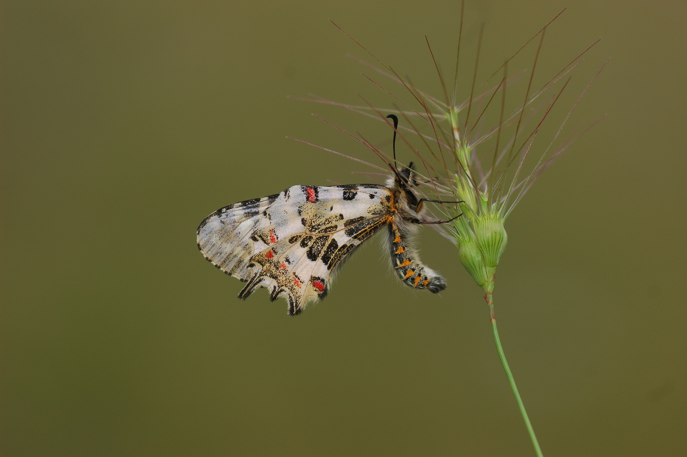 Zerynthia cerisyi (Ferace KelebeÄŸi) butterfly photo