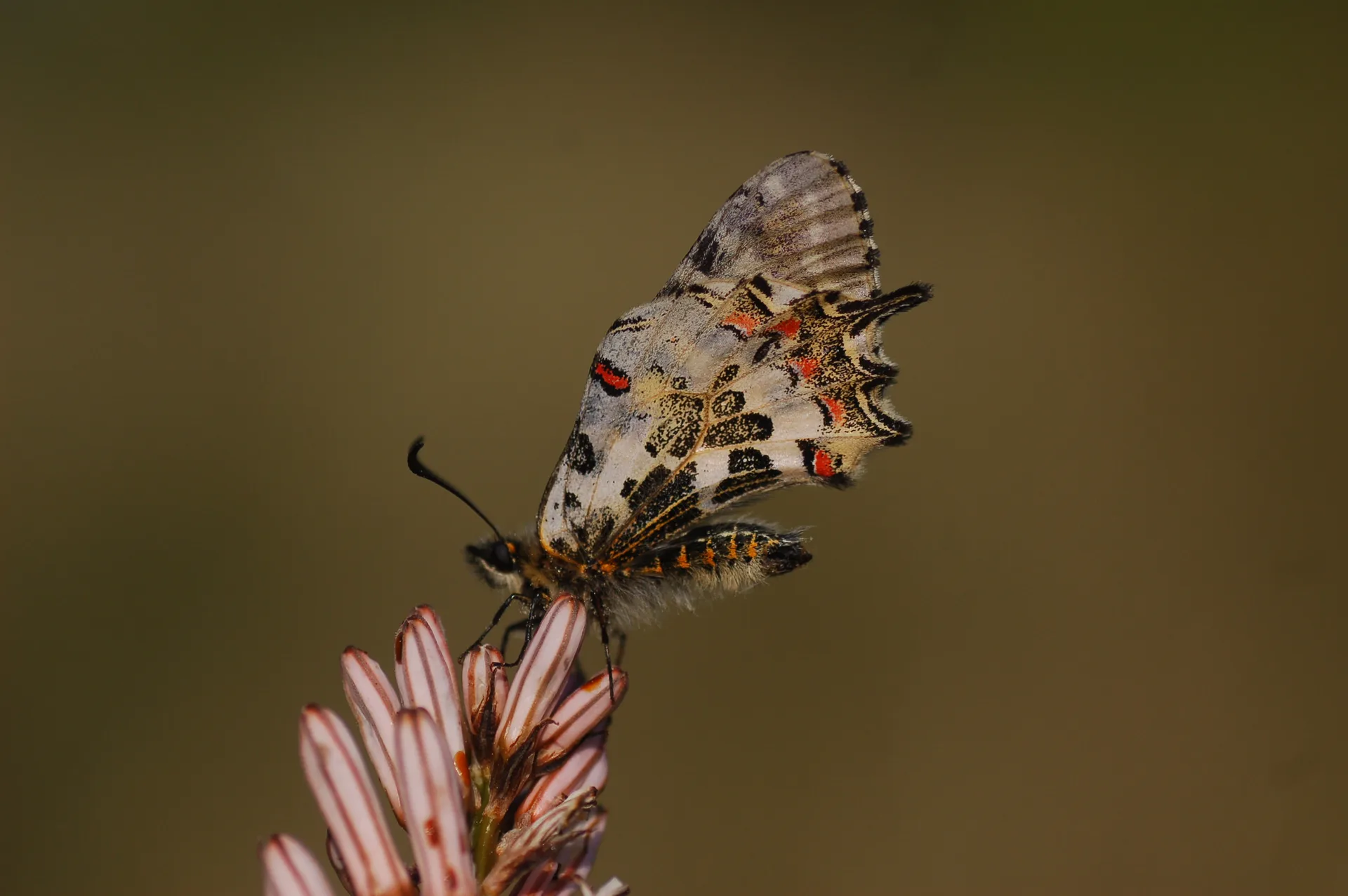 Zerynthia cerisyi (Ferace KelebeÄŸi) butterfly photo