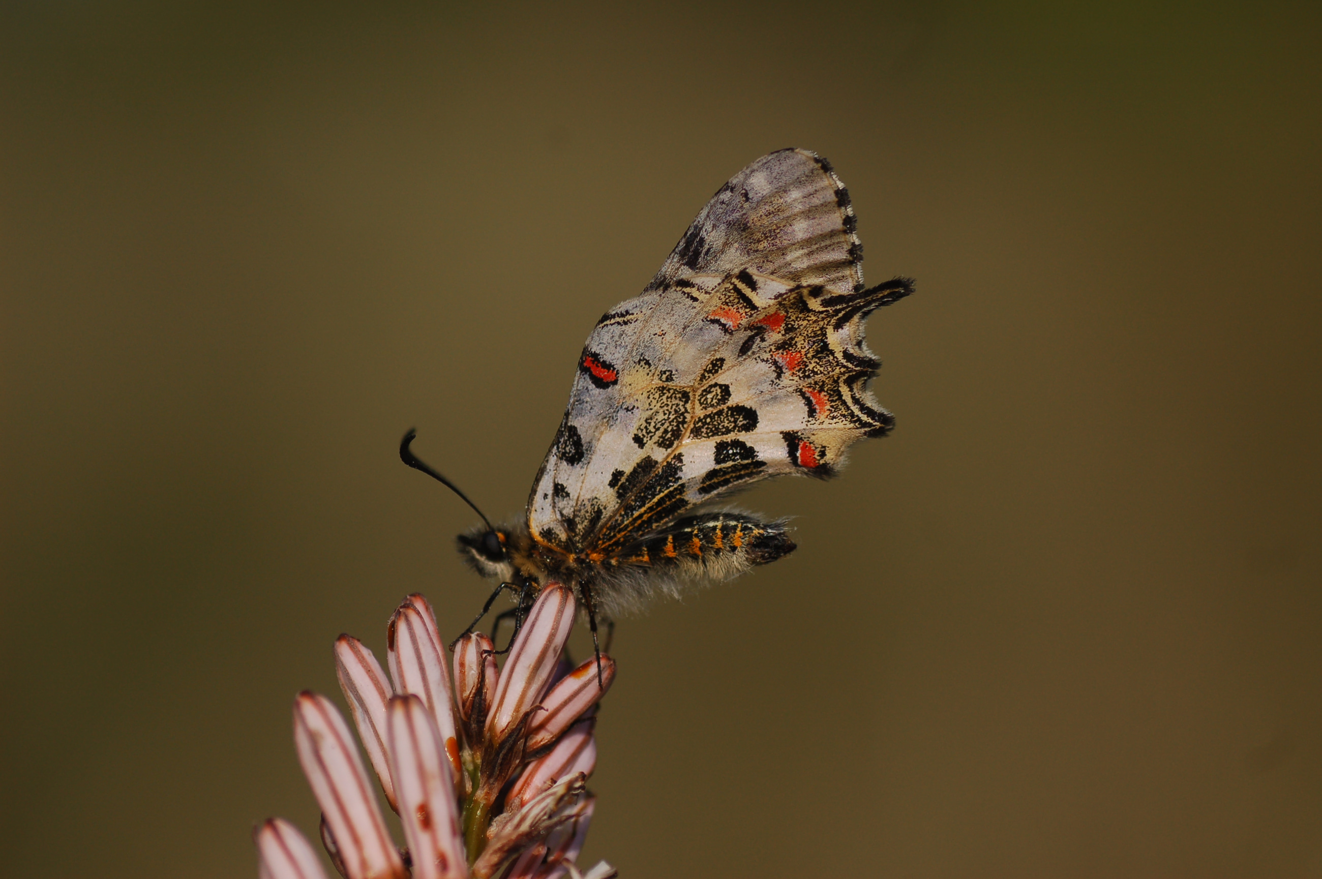 Zerynthia cerisyi (Ferace KelebeÄŸi) butterfly photo