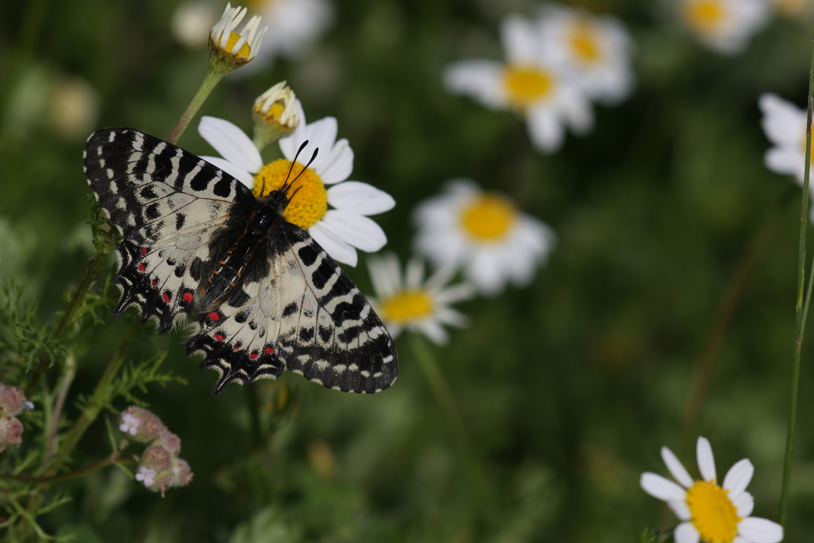 Zerynthia cerisyi (Ferace KelebeÄŸi) butterfly photo